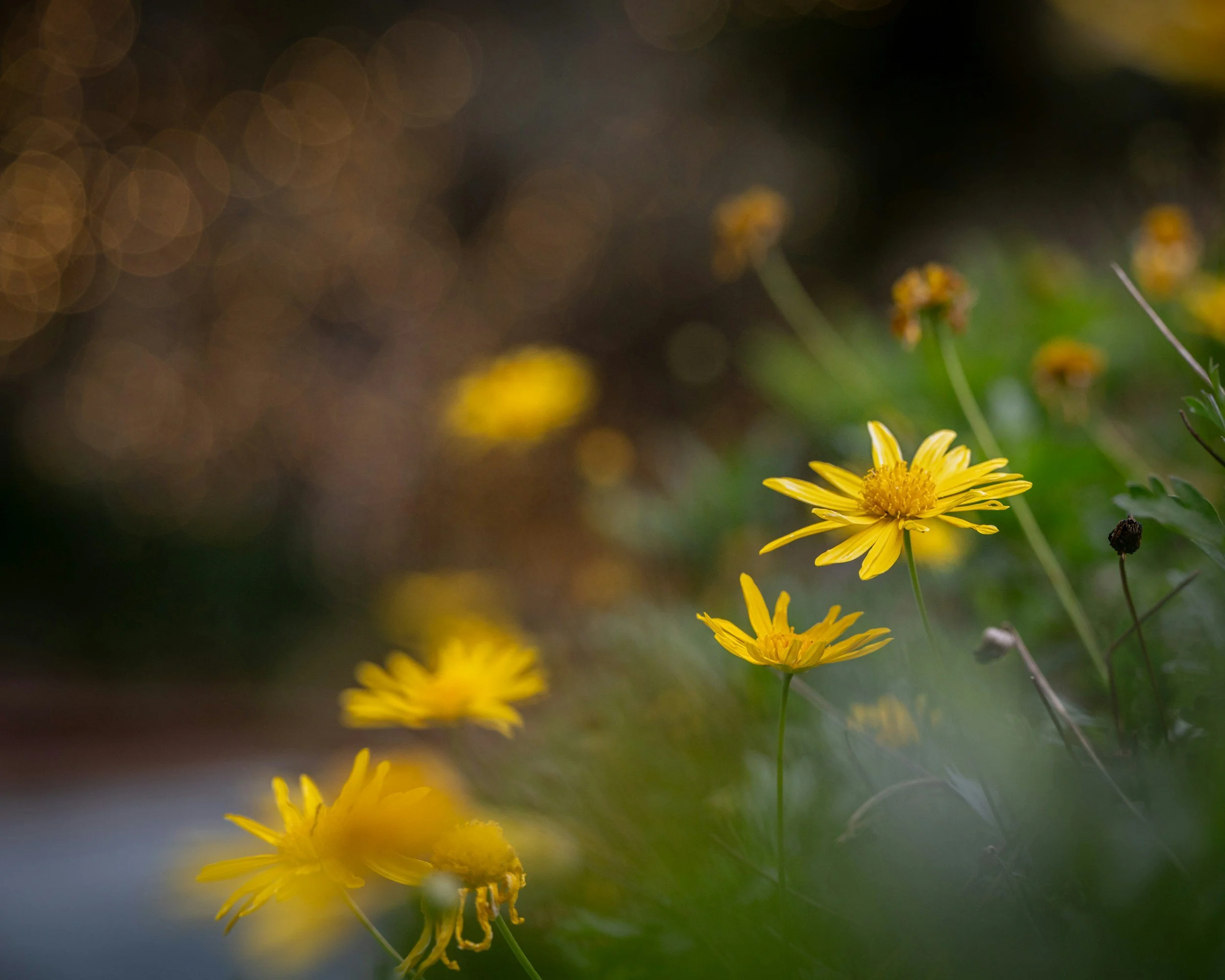 In Focus - RPS Member Showcase