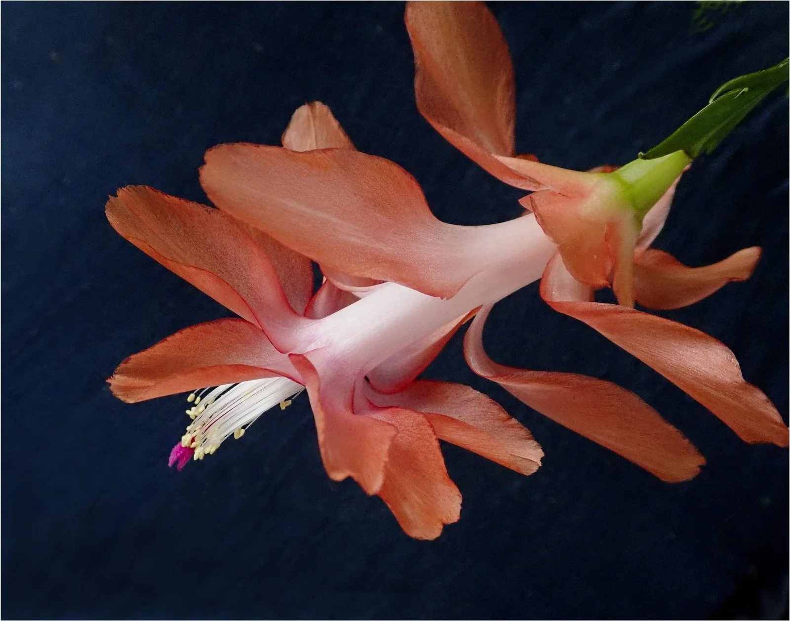 Christmas Cactus Blossom by Suzanne Thomassen