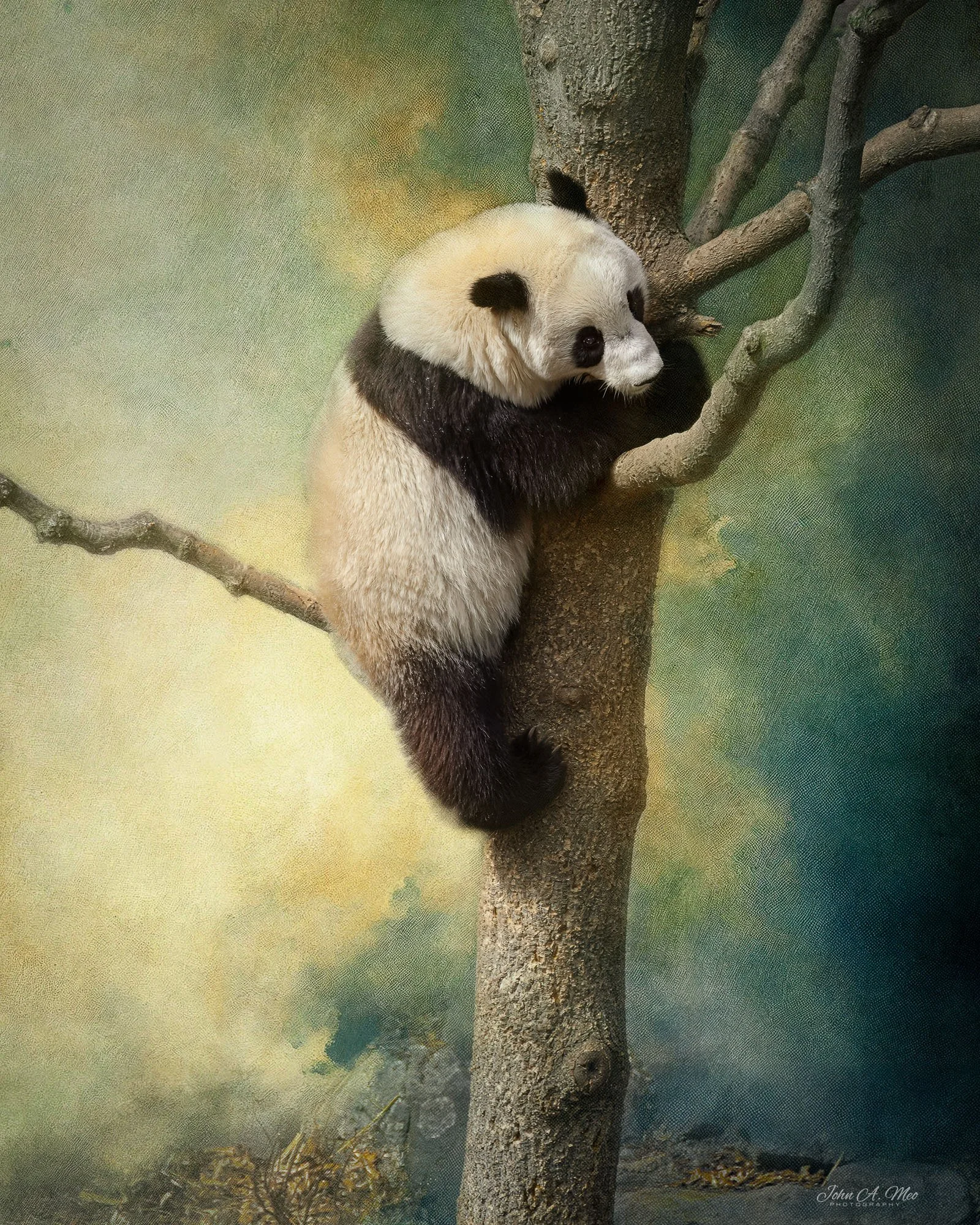 John A Meo, Giant Panda in Tree, 5x4 Digital Photo - Not for Sale Email: meo.john@cox.net