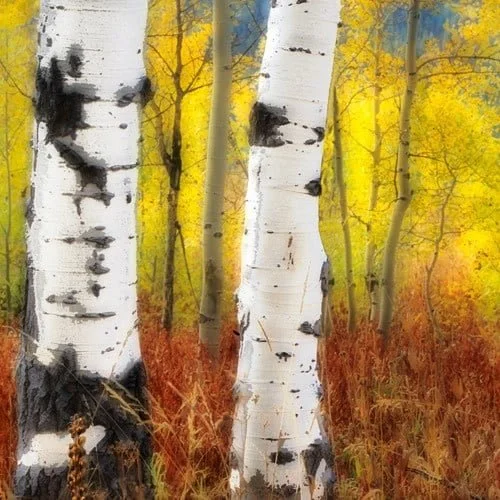 Carla Steckley Aspens Photography