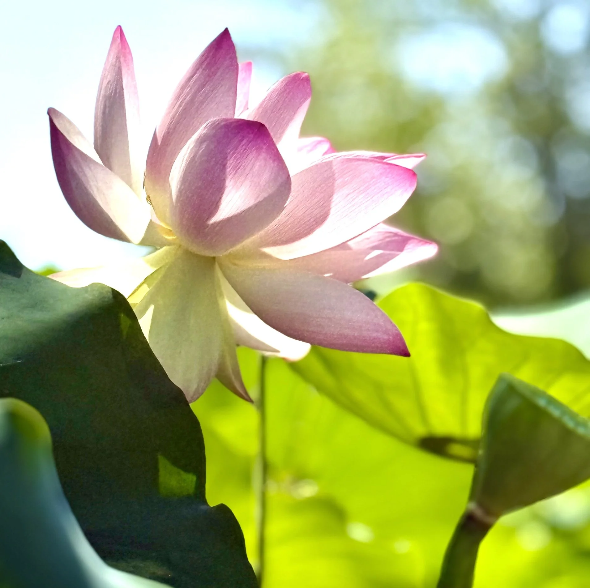 Diedre Richardson; unknown artwork or photography; Email: ddgonow@aol.com