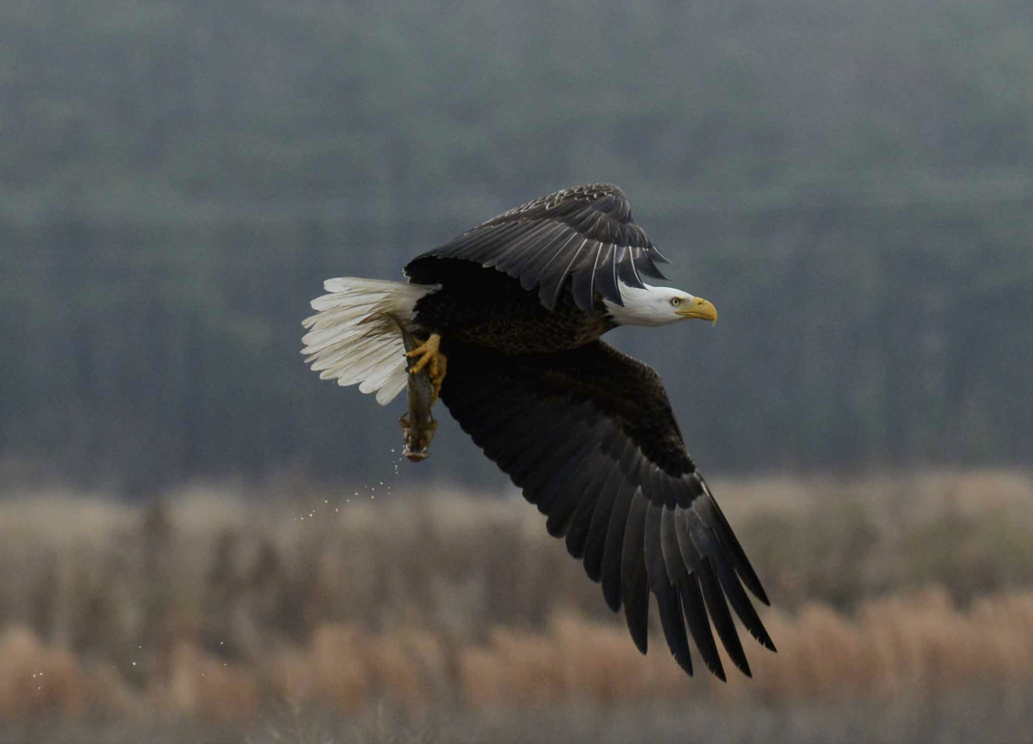 Jan Master; Flying with Lunch; Digital Photo;
16x20; Framed; $150.00 Email: jlmaster@cox.net