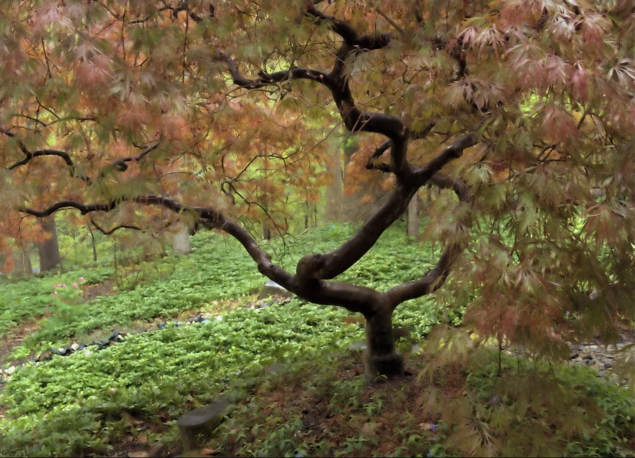 Jim Schlett; Backyard Japanese Maple; Photography; 16x20 canvas print; $200.00; Email: legalmanager@hotmail.com