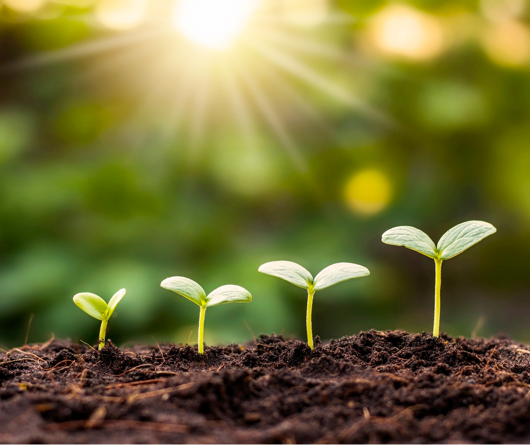 Trusting the Seasons of Growth: The Healing Process Isn’t Meant to Be Rushed&nbsp;