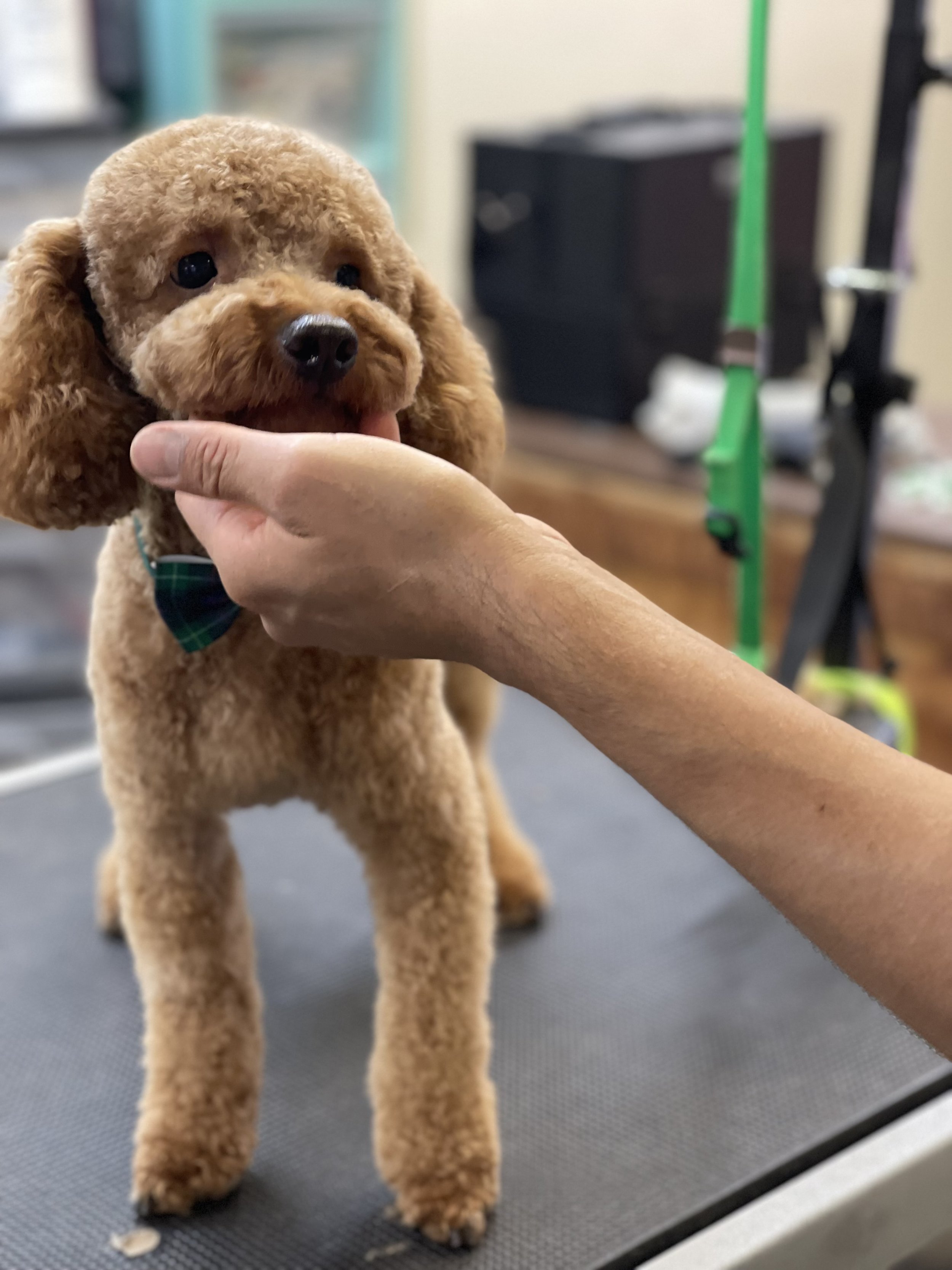 A small brown poodle puppy with a green bow tie being groomed on a table, with a person's hand gently holding its chin.