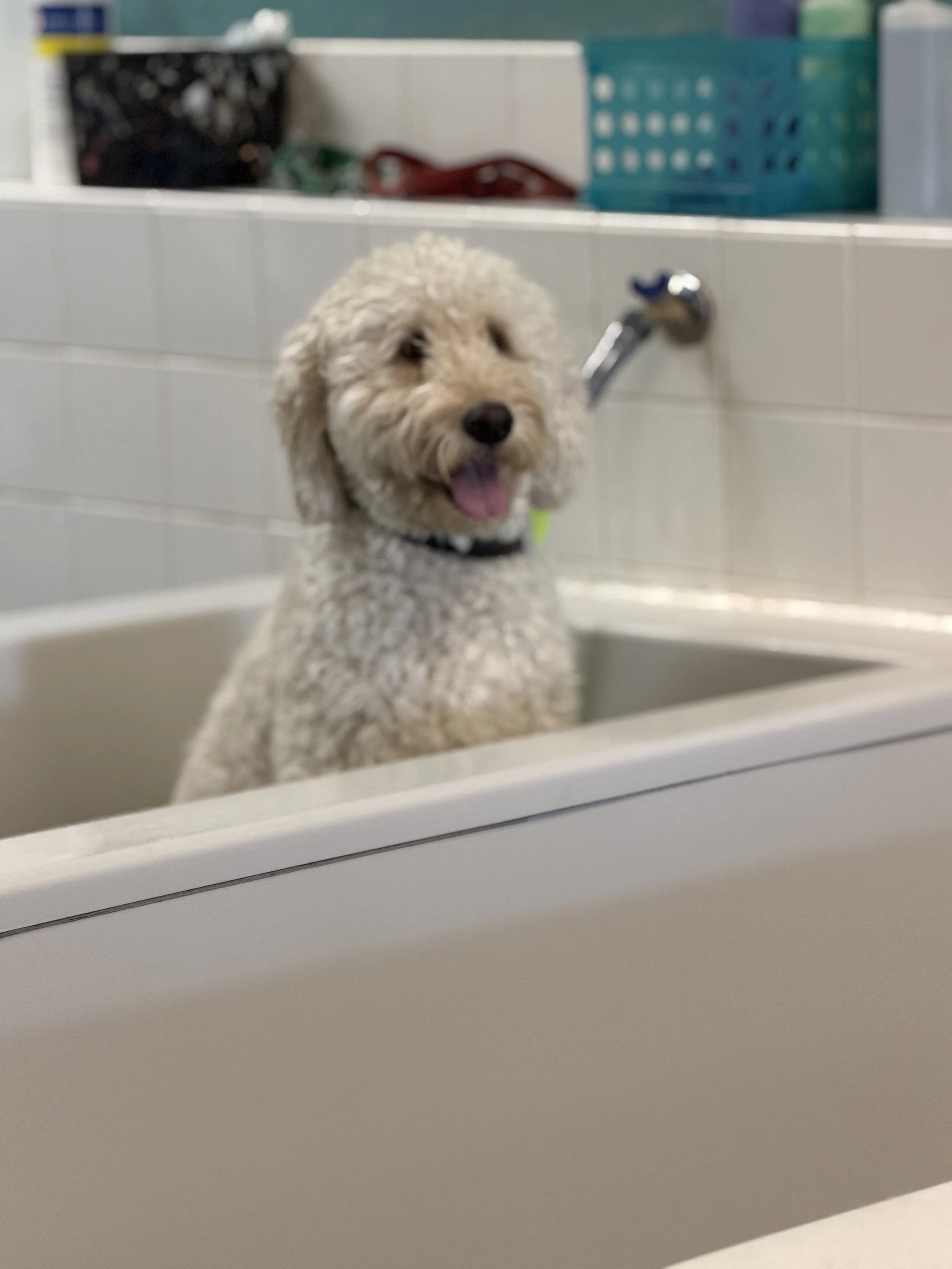 poodle in bath