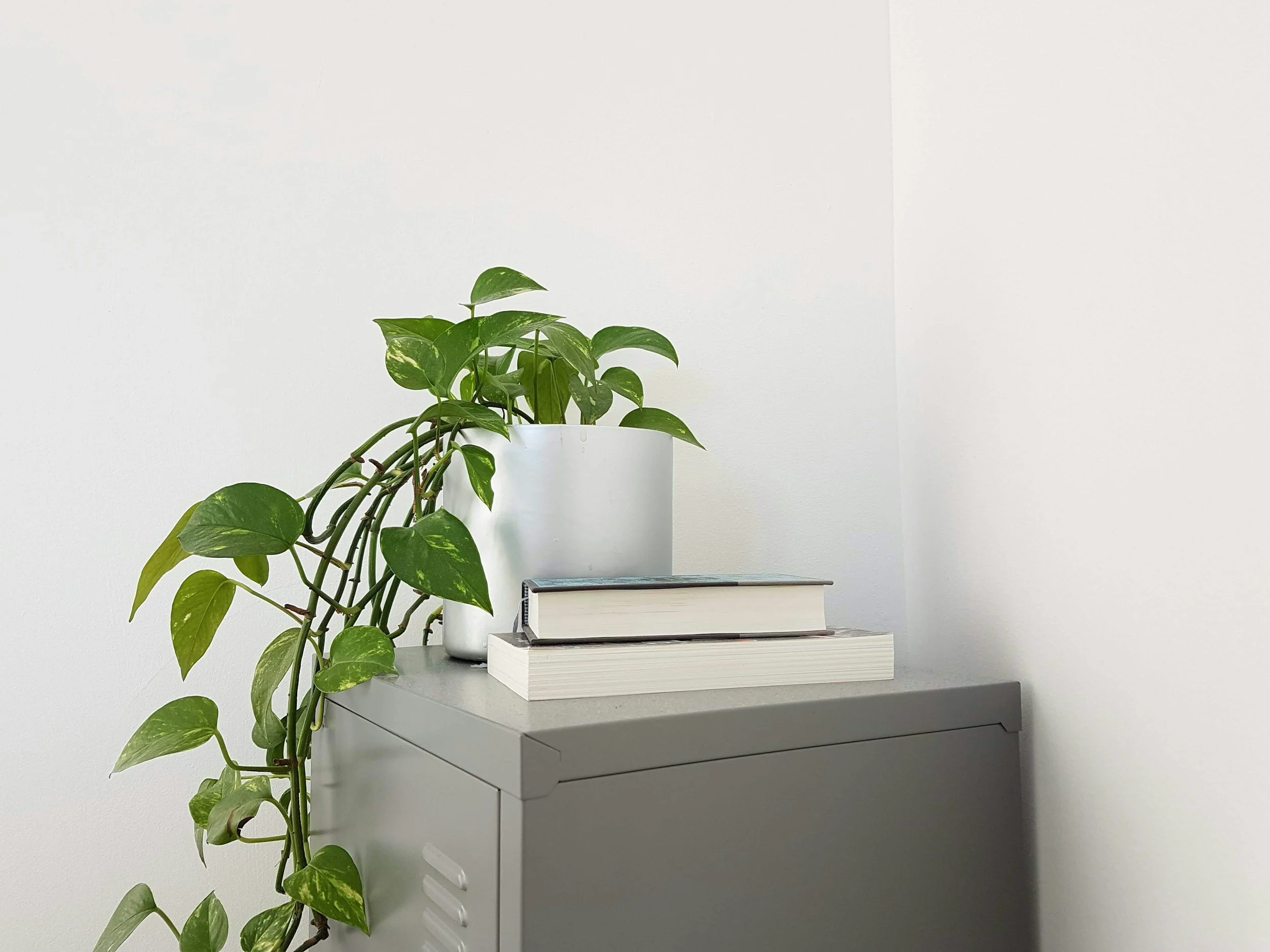A potted green leafy plant on top of a gray cabinet with two stacked books against a plain white wall.