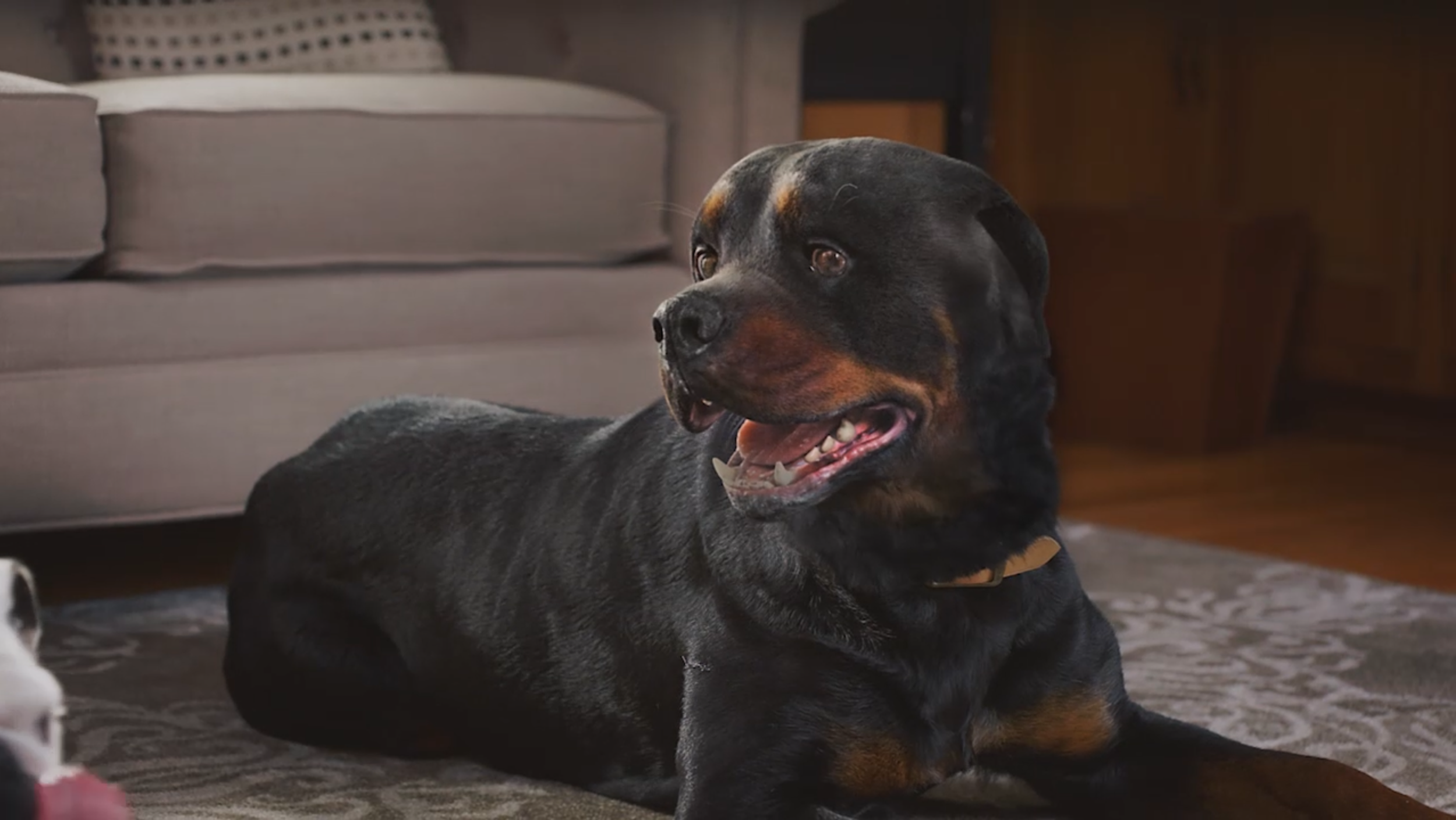 Dulcogas: Stop Blaming the Dog