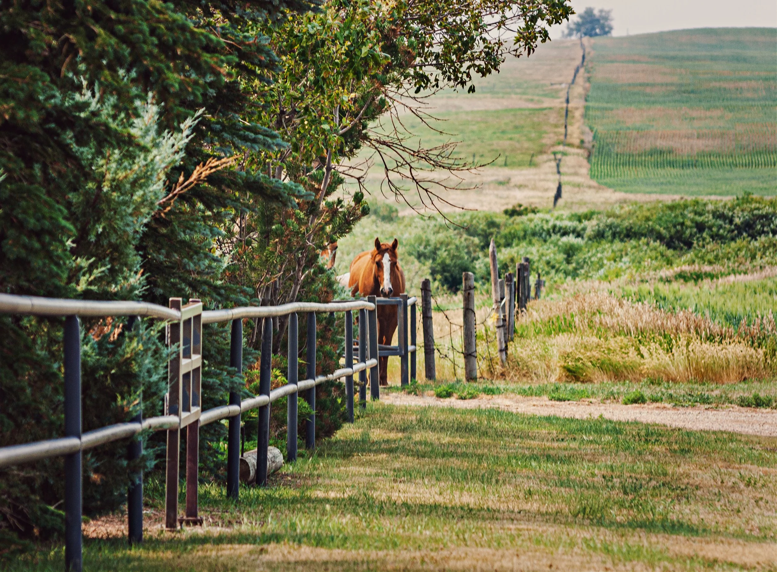 DebShieldsHorses (29).jpg