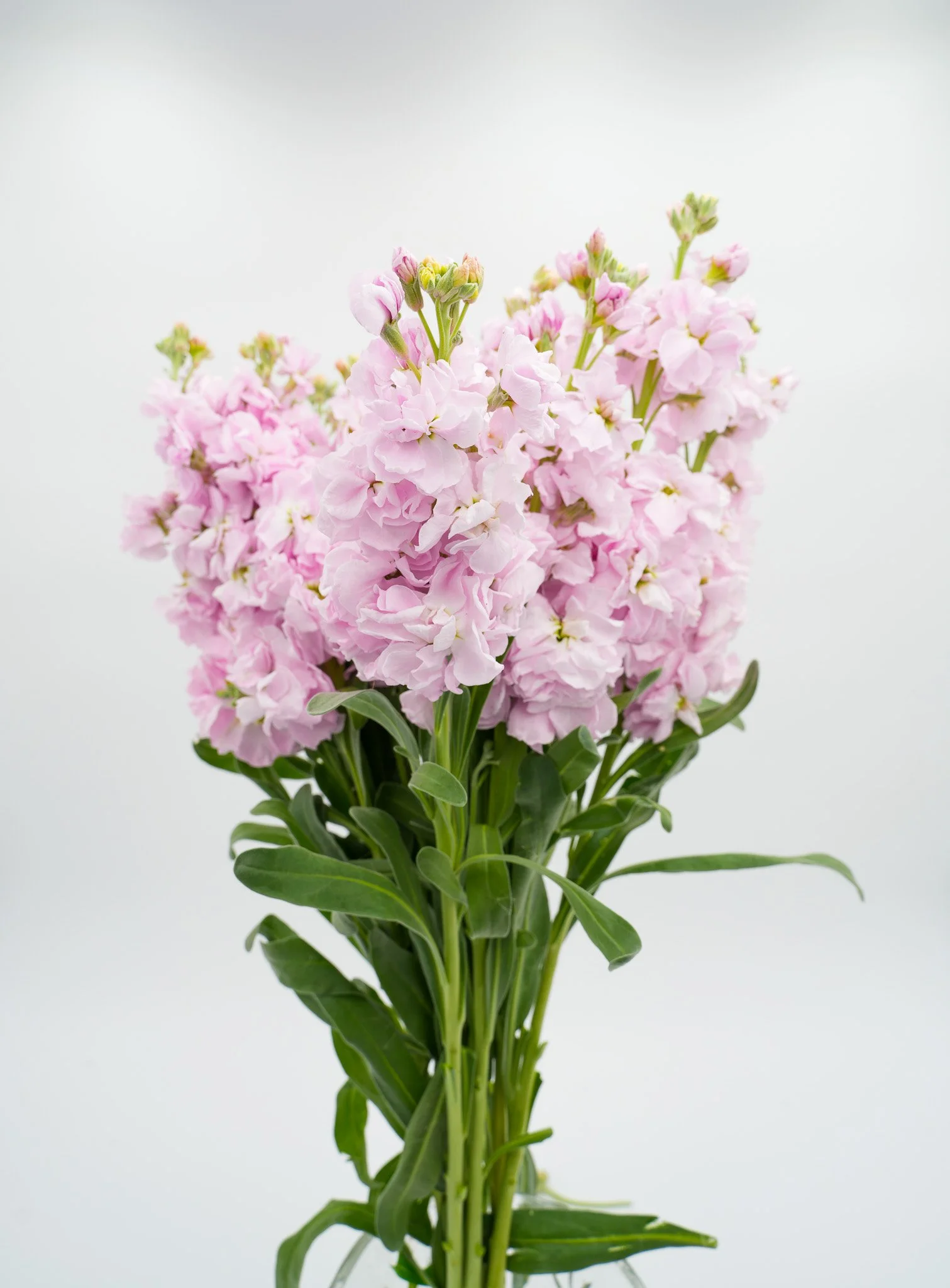 A bouquet of pink and white stock flowers with green leaves and stems, set against a plain white background.