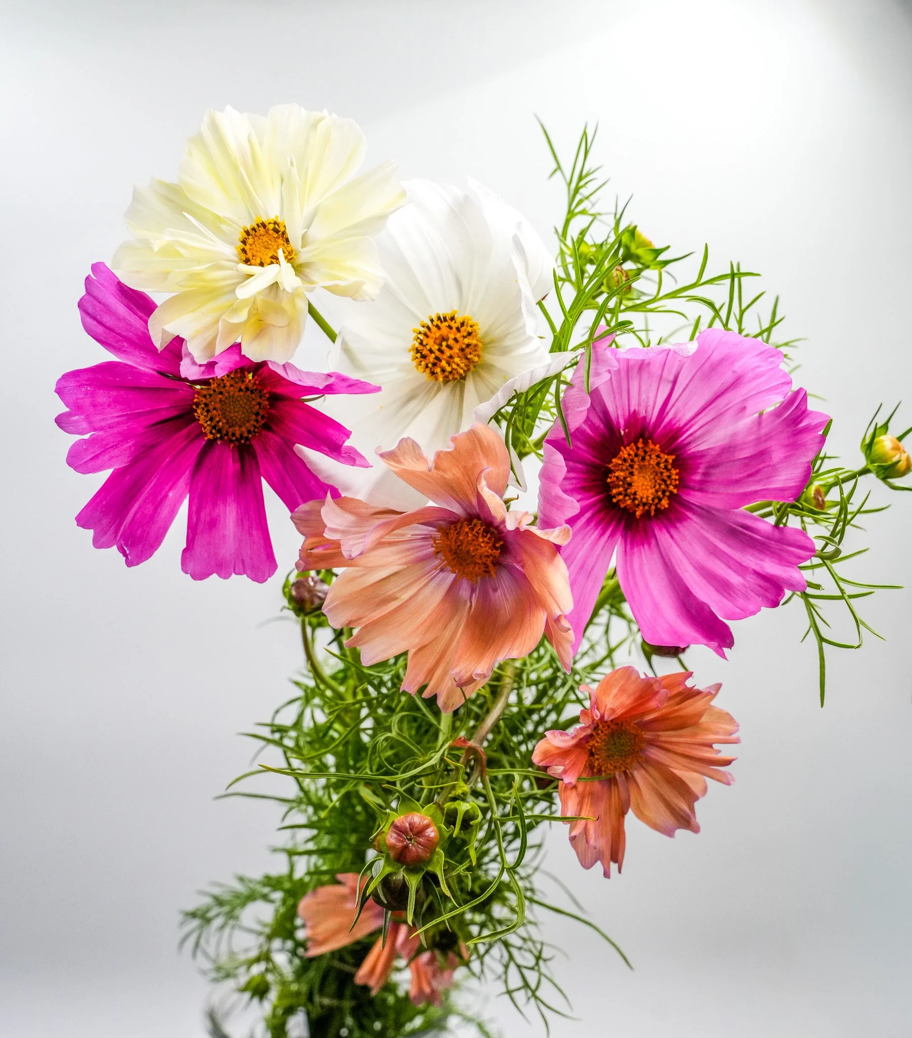 Cosmos