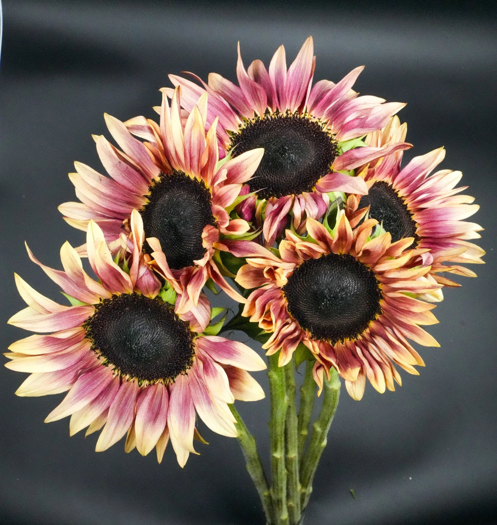 DSC09522.jpg