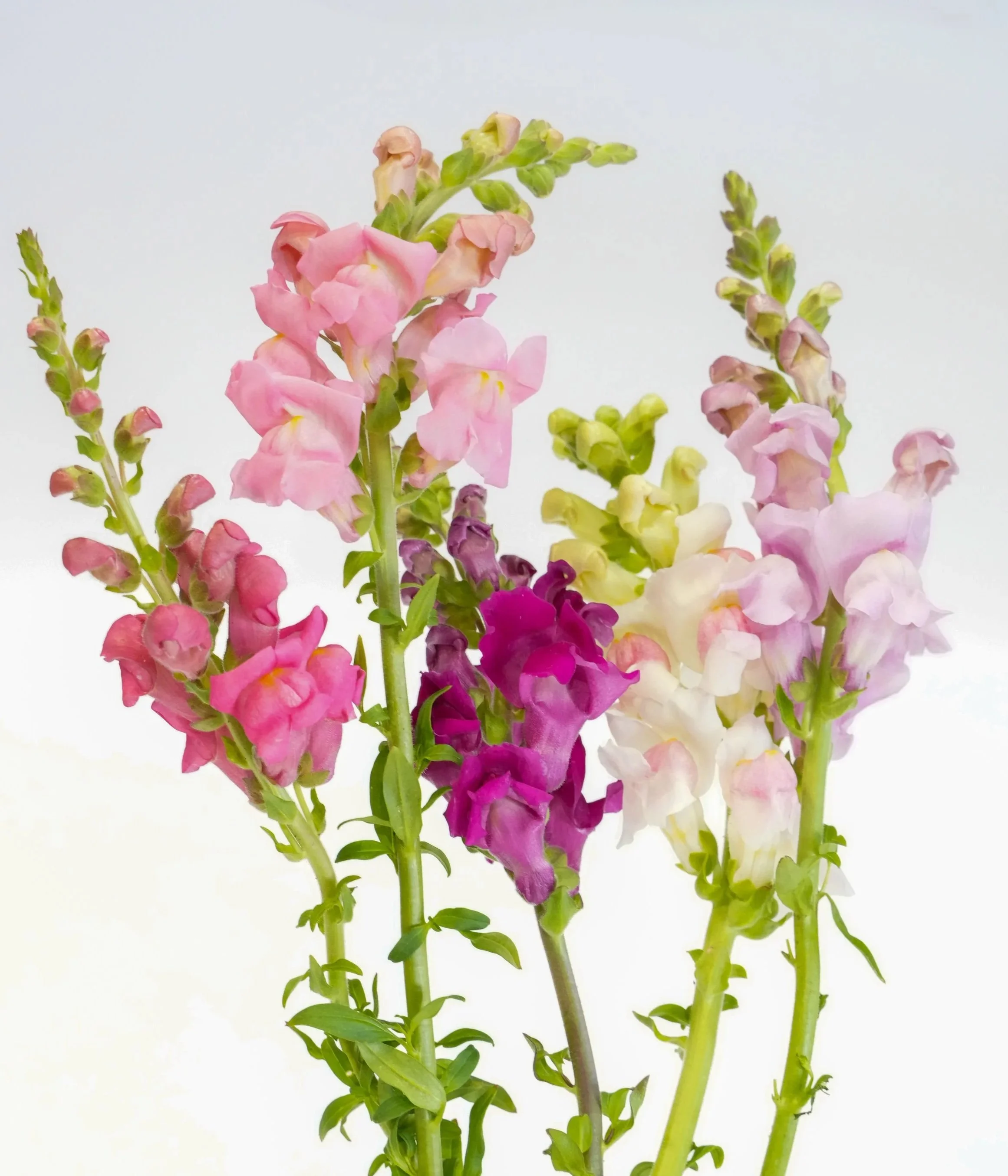 Close-up of pink, purple, and white snapdragon flowers on green stems against a plain white background.