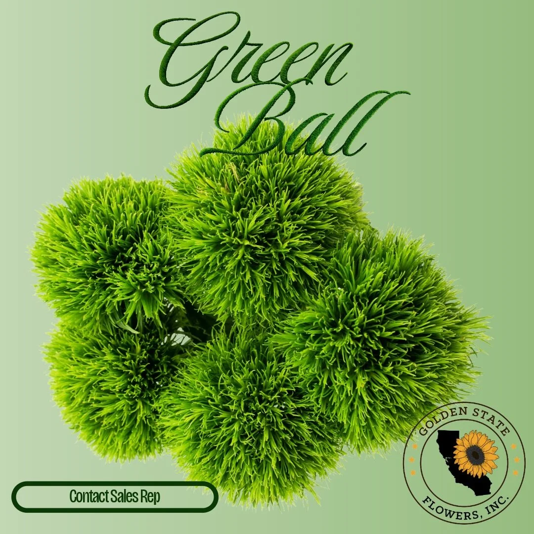Meet Green Ball (Sweet William) bold, sculptural, and low-key unreal.
🌳This unique dianthus variety forms a perfectly round, textured green bloom made up of dozens of tiny florets. It&rsquo;s loved in modern florals for its fresh color, strong stems
