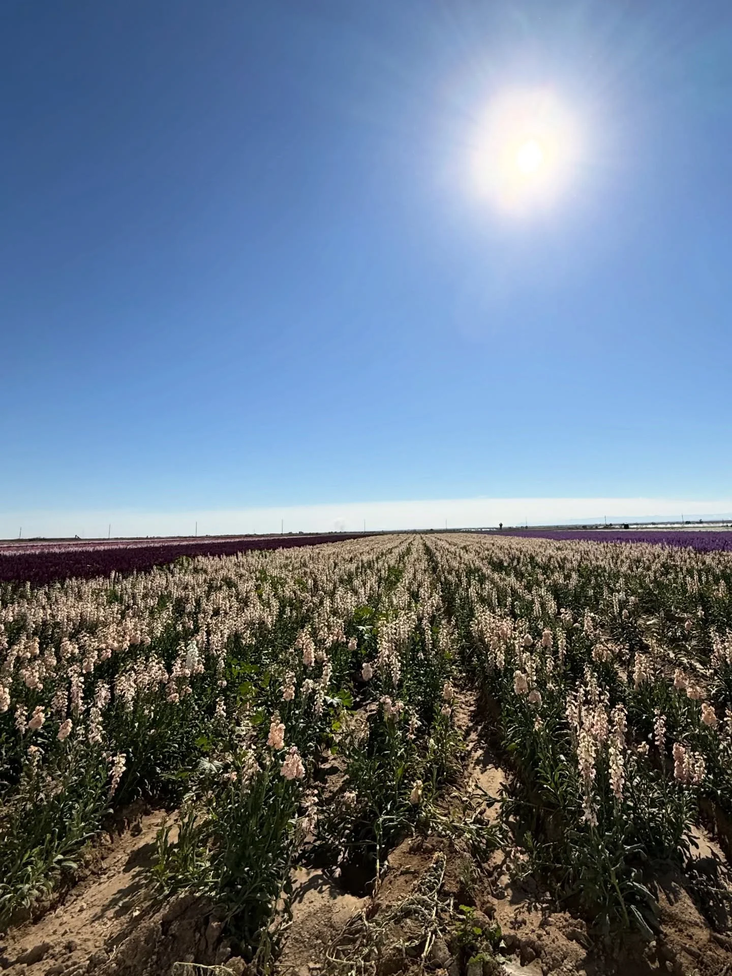 🌺STOCK FLOWER SEASON IS HERE🌺
Grown right in the Imperial Valley, California - one of the few places in the U.S, warm enough to grow premium stock flowers all winter long.
✨ Fun fact:
Imperial Valley&rsquo;s desert sunshine + nutrient-rich soil = t