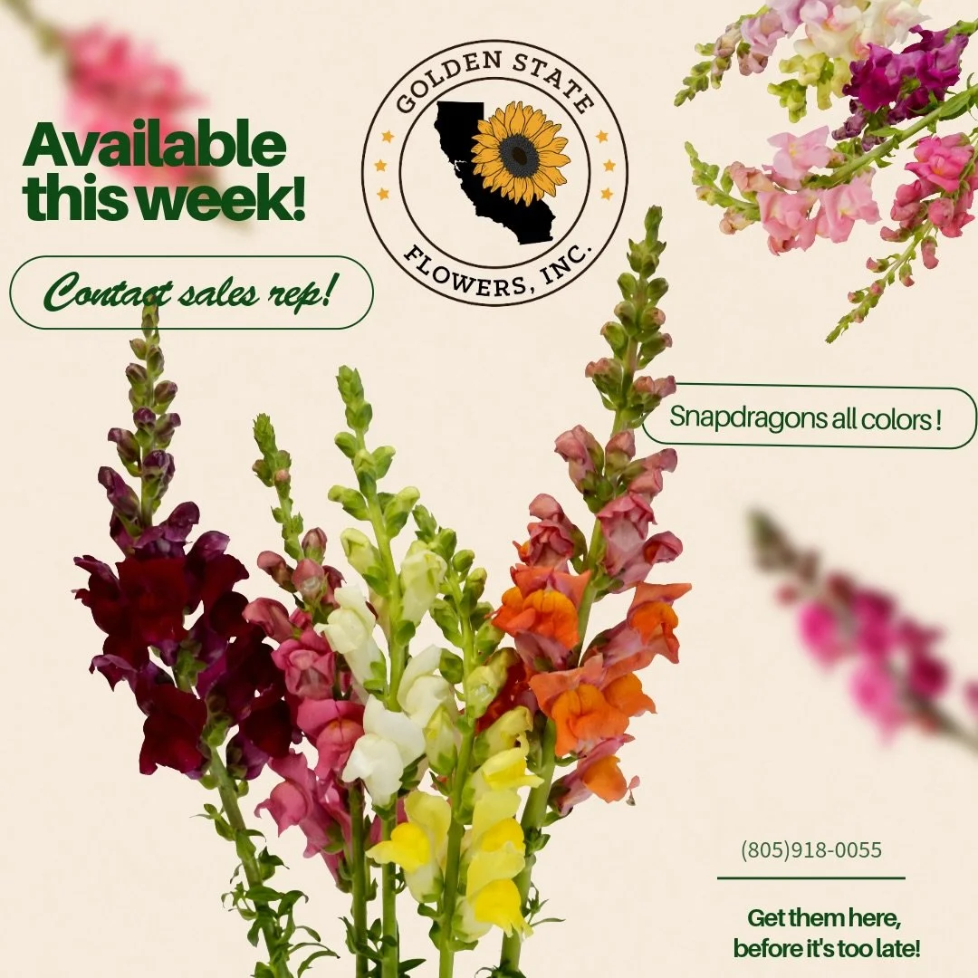 Snapdragons have entered the chat 🌸
Fresh, colorful, and going fast.
Grab a bundle before they snap away 👀
#flowers #snapdragons #freshflowers #flowerstagram #blooms #shoplocal #flowersale #flowerlovers #floralphotography #snapdragon #calflowersass