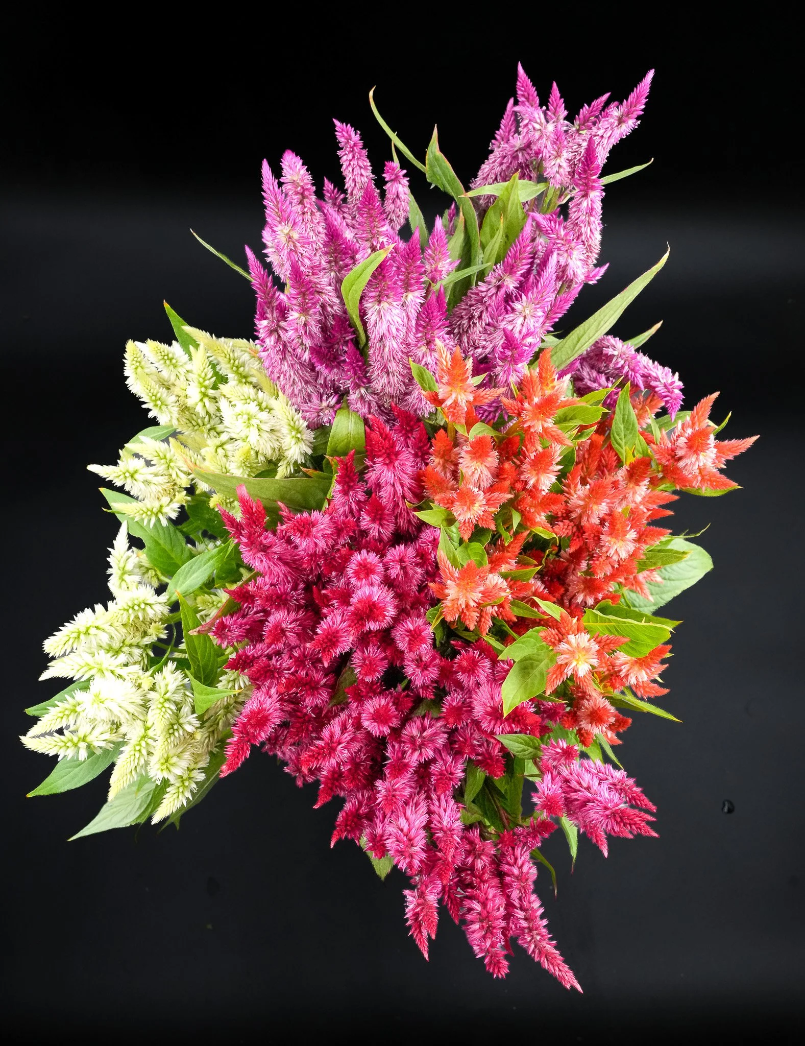 Celosia