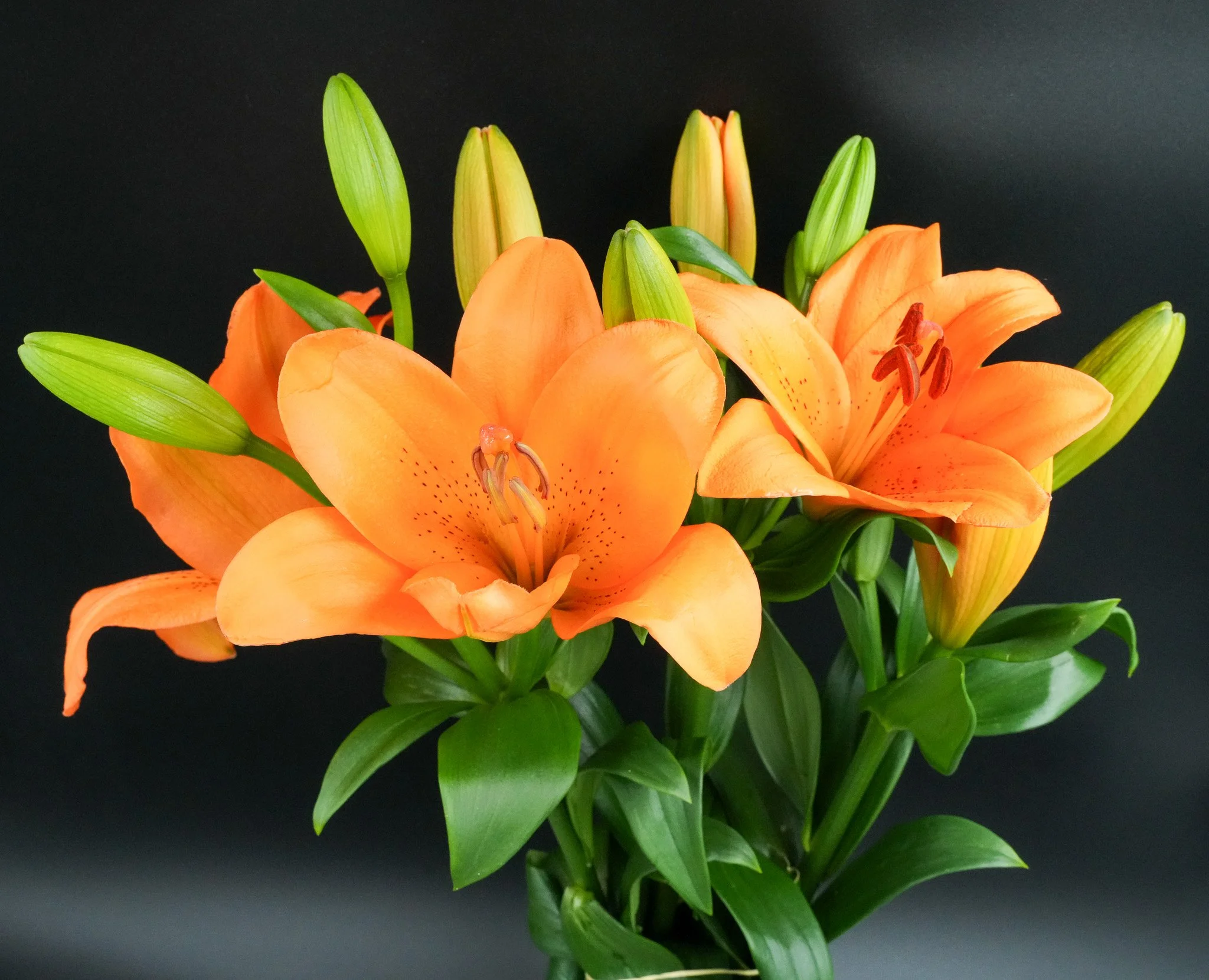 Orange lily flower with buds and green leaves against a black background.