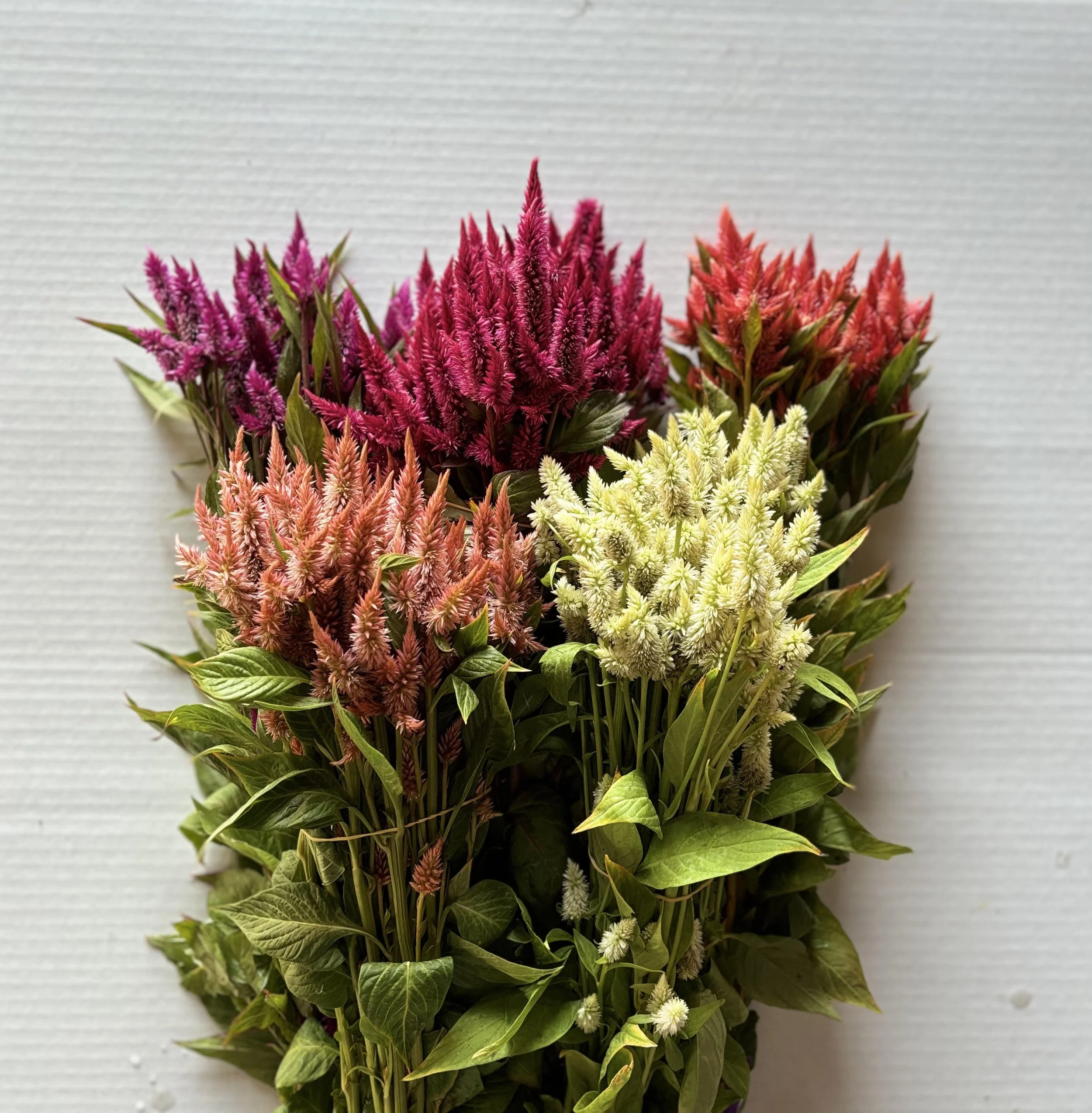 Celosia