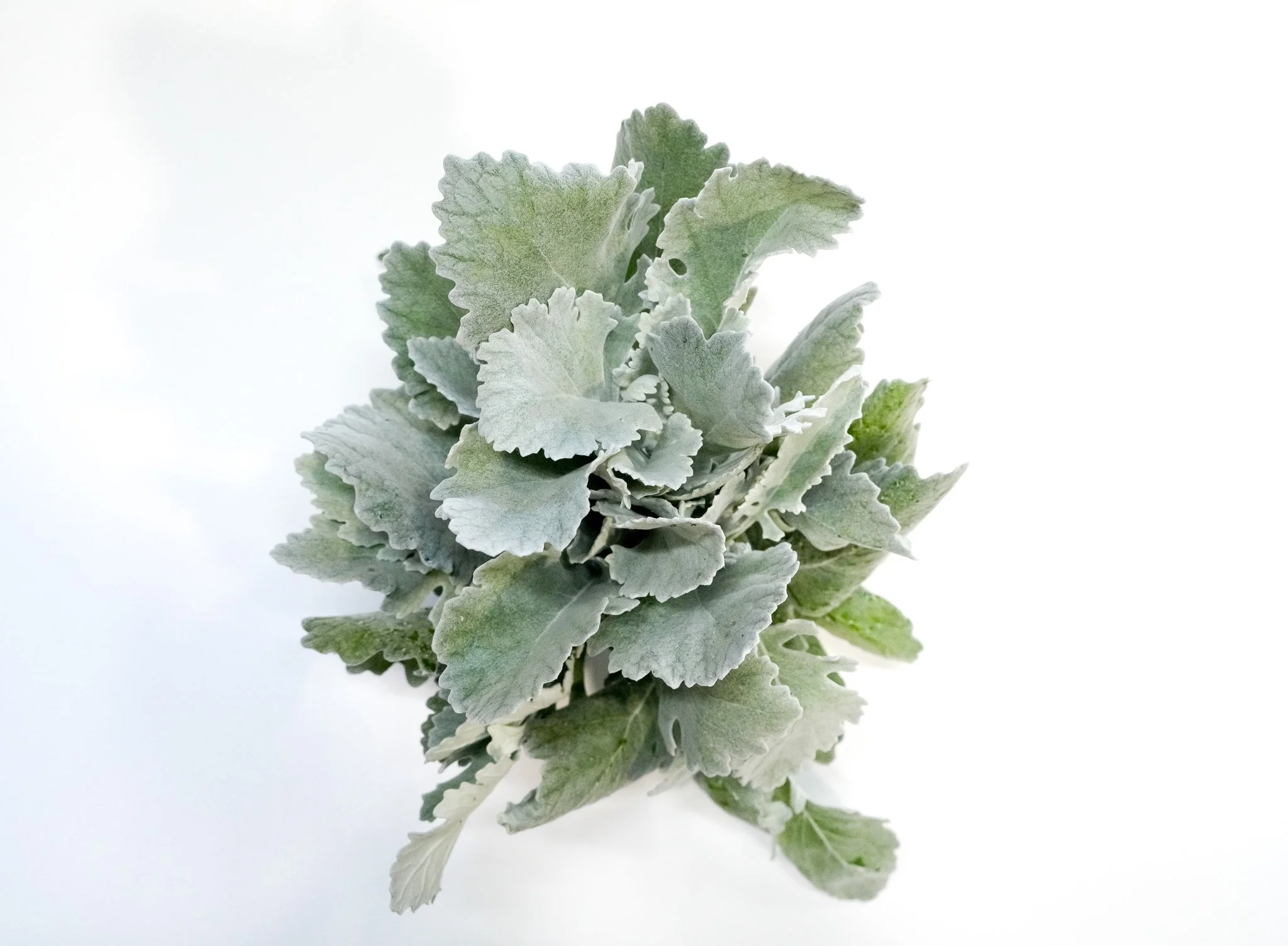 Close-up of a bunch of light green and grayish leaves with ruffled edges on a white background.