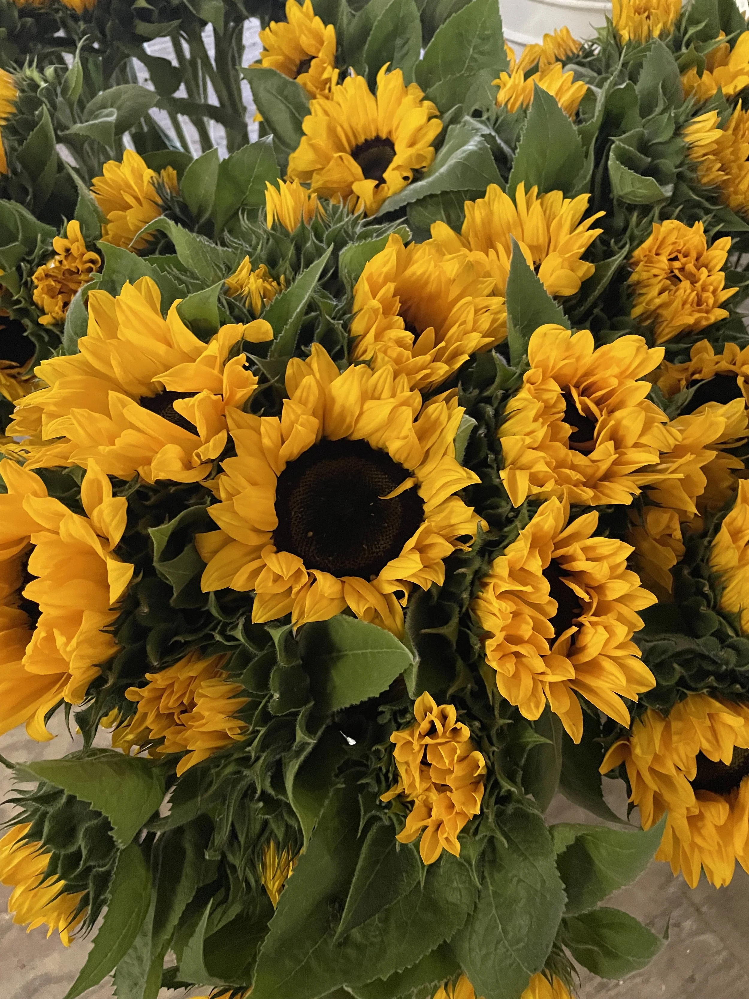 A bouquet of bright yellow sunflowers with green leaves.