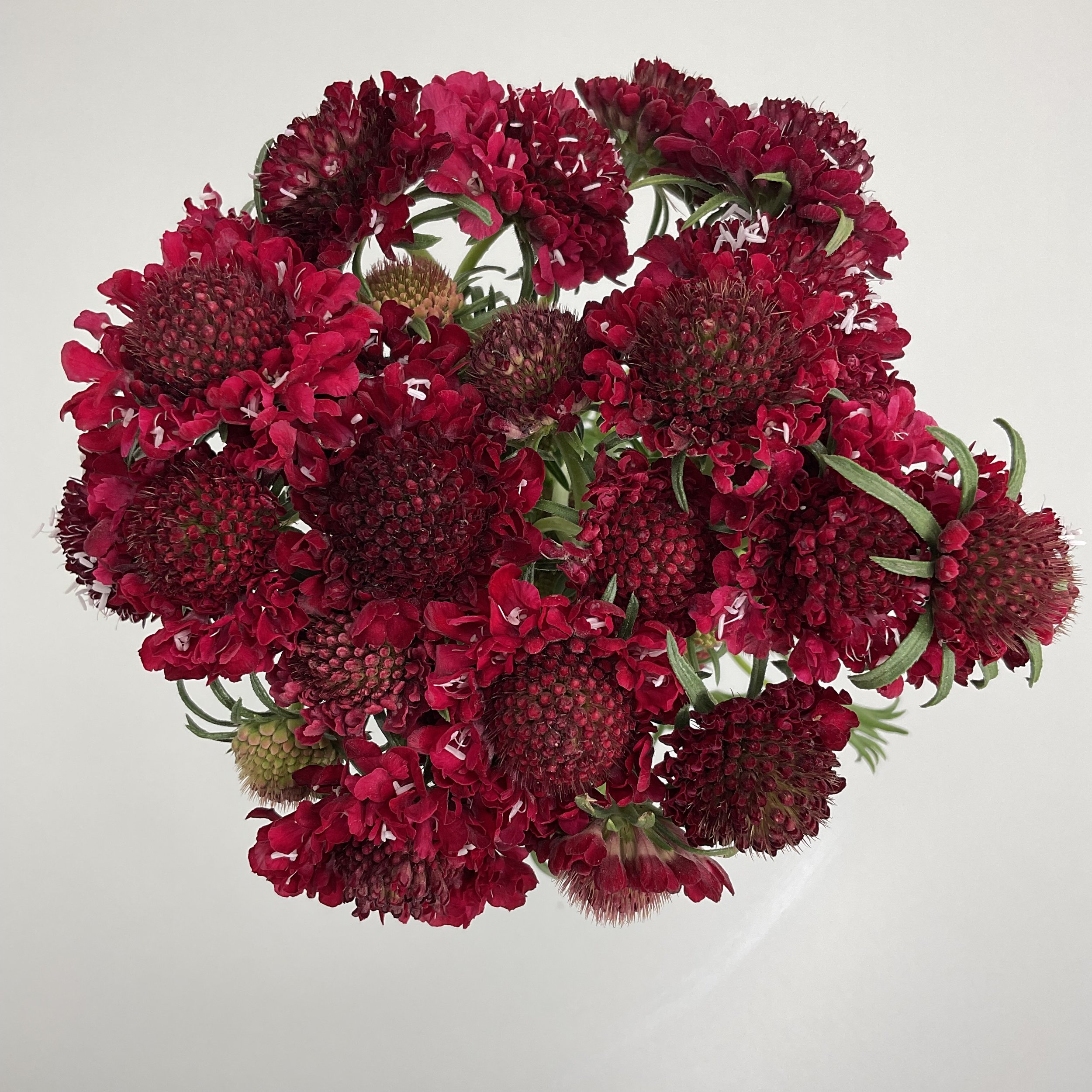 Scabiosa 