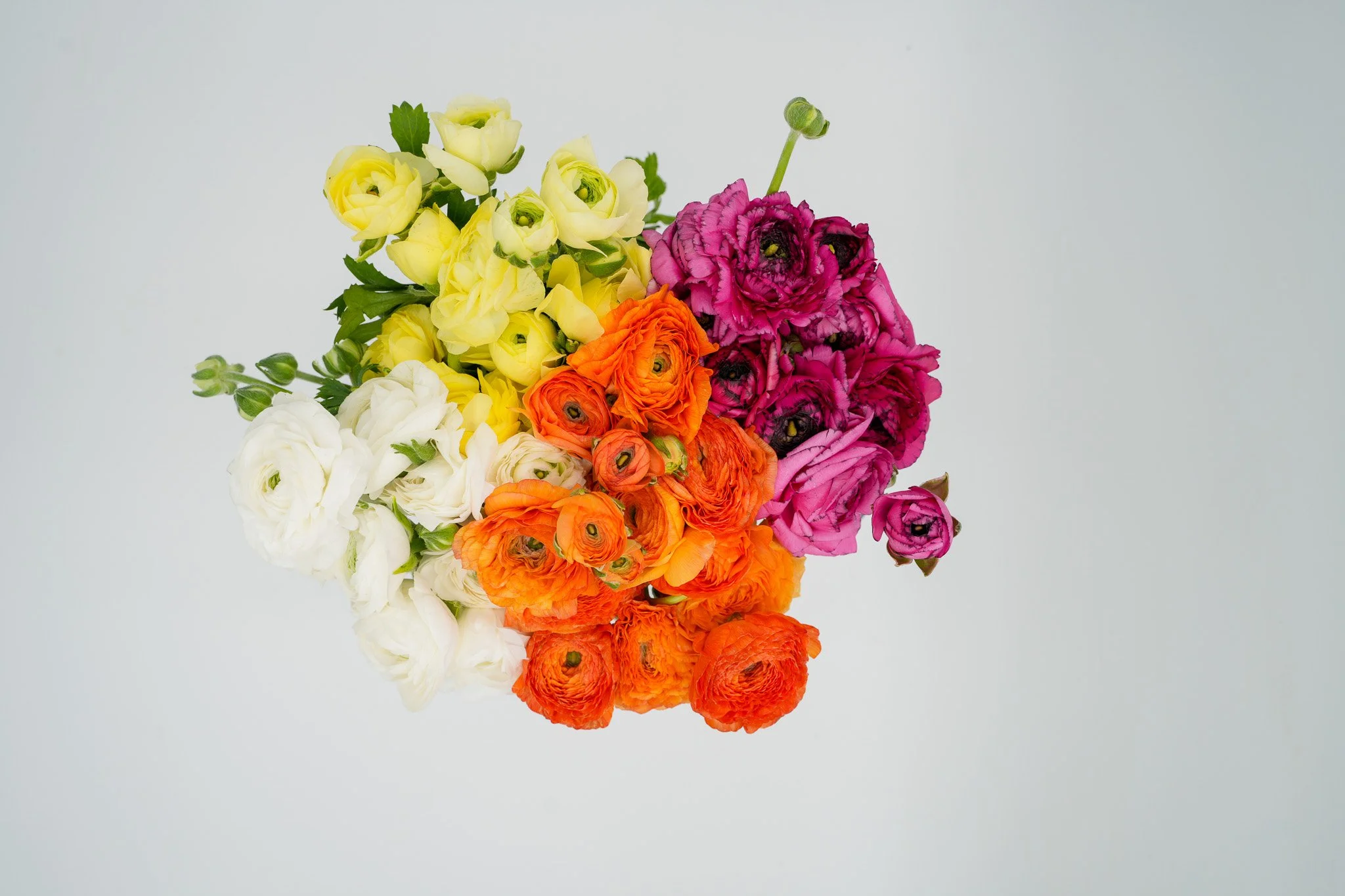 Ranunculus 