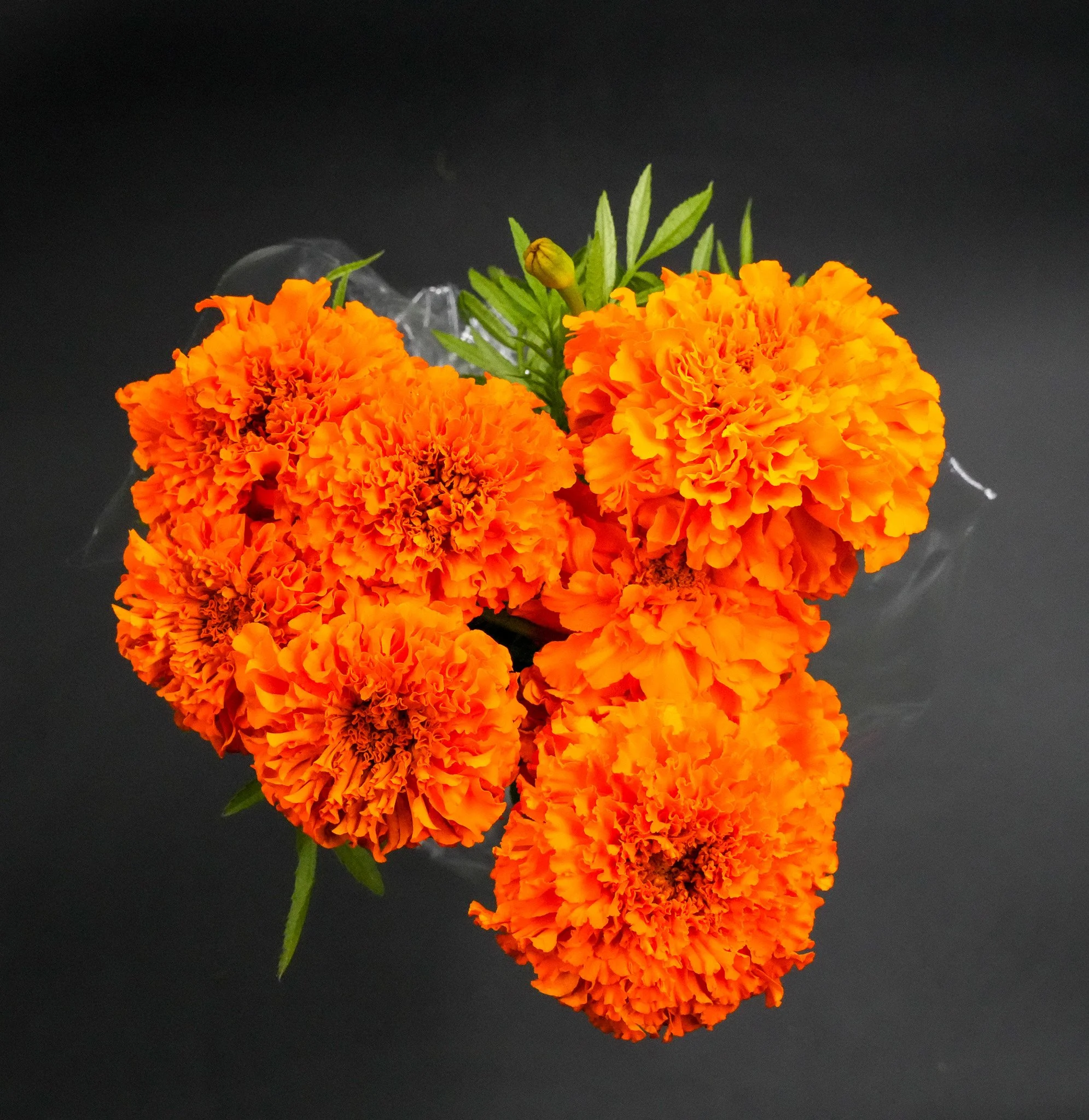 Marigold