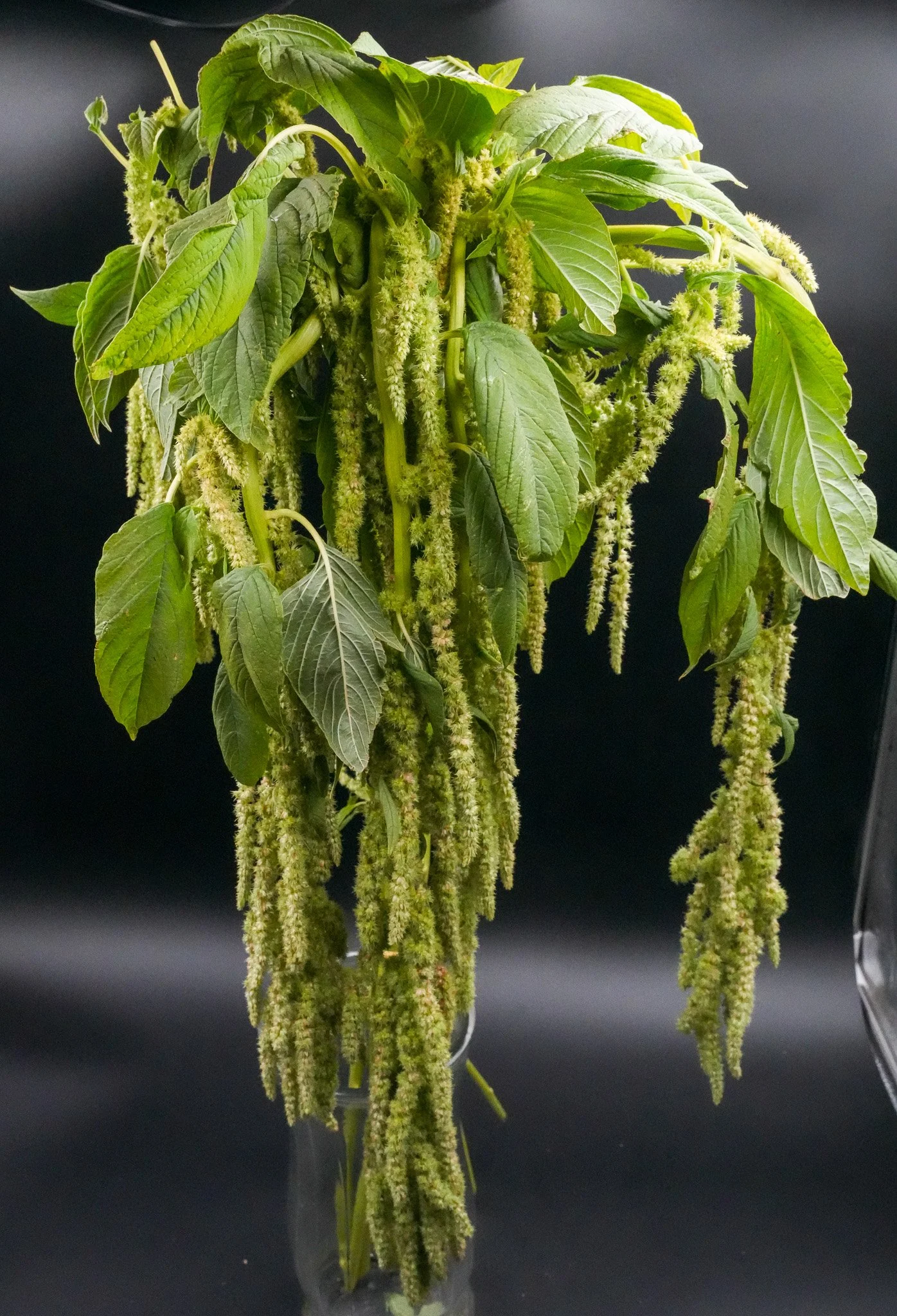 Hanging Amaranthus Green