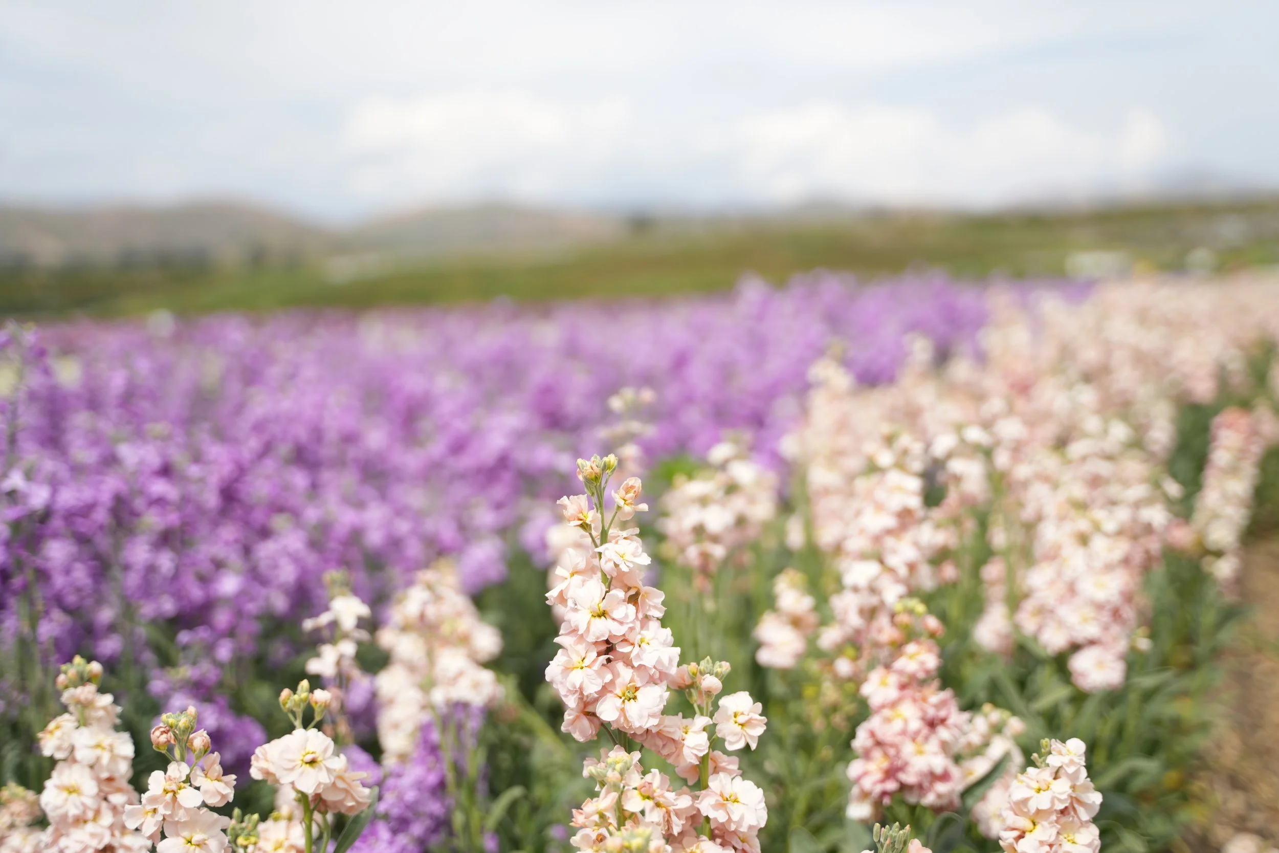 A field of pink, purple, and white flowers with a blurry background of sky and distant landscape.