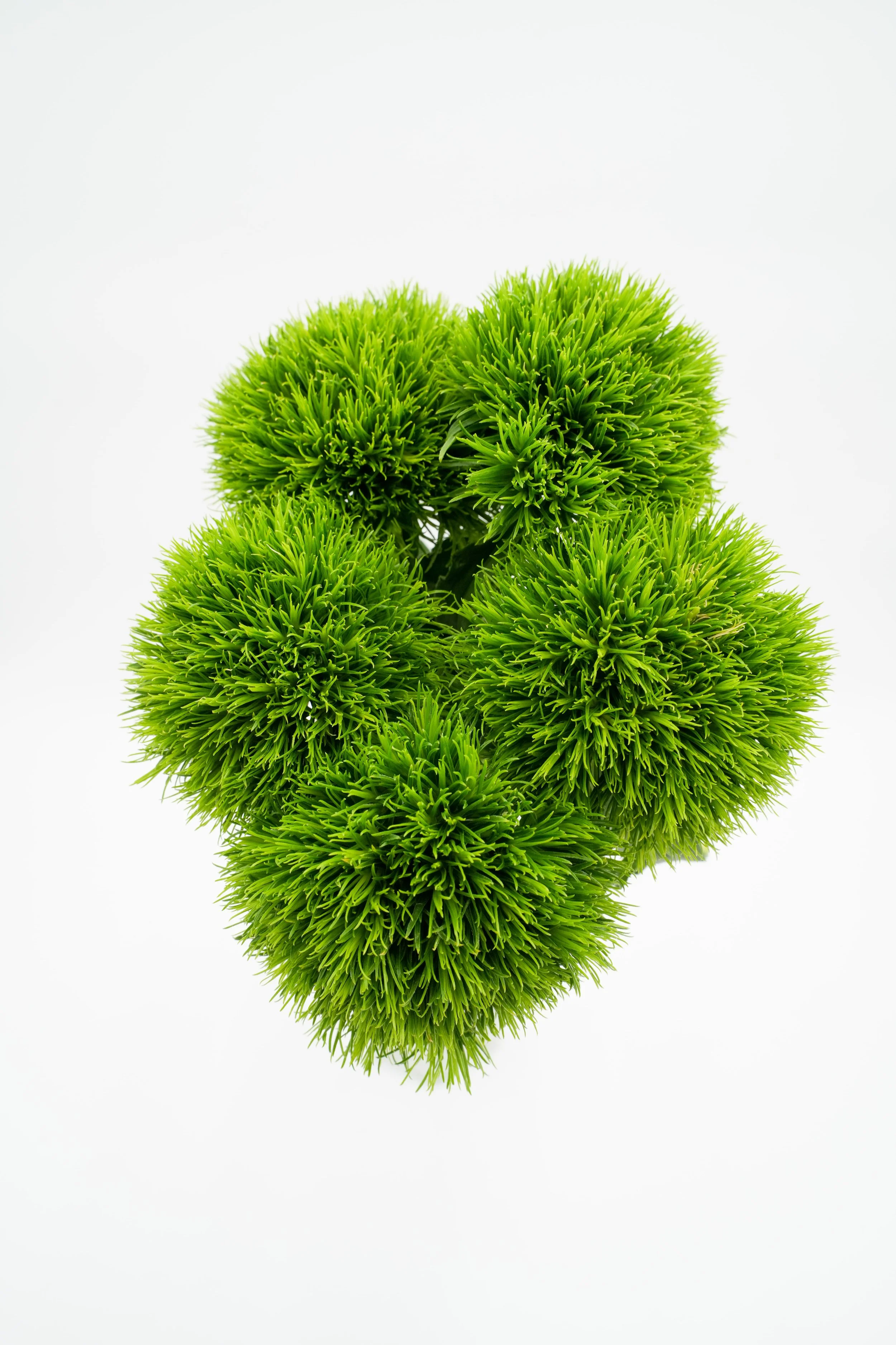 A cluster of five bright green, round, fluffy moss balls arranged in a circular pattern on a white background.