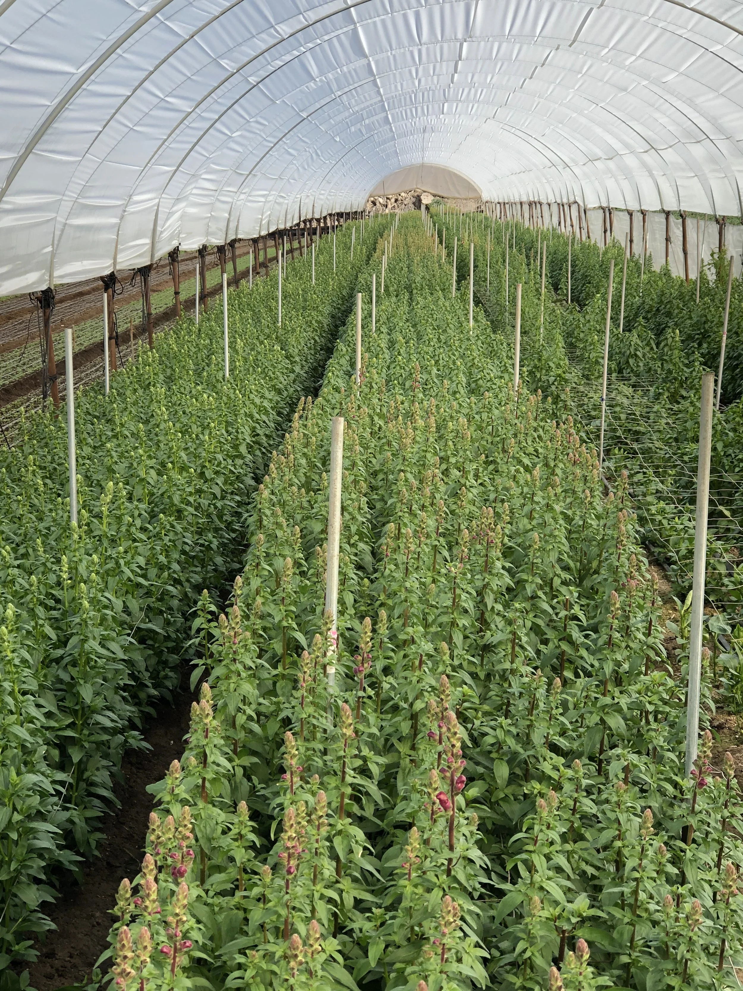 Green plants growing inside a large, white, arched greenhouse with support poles and a wire trellis system.