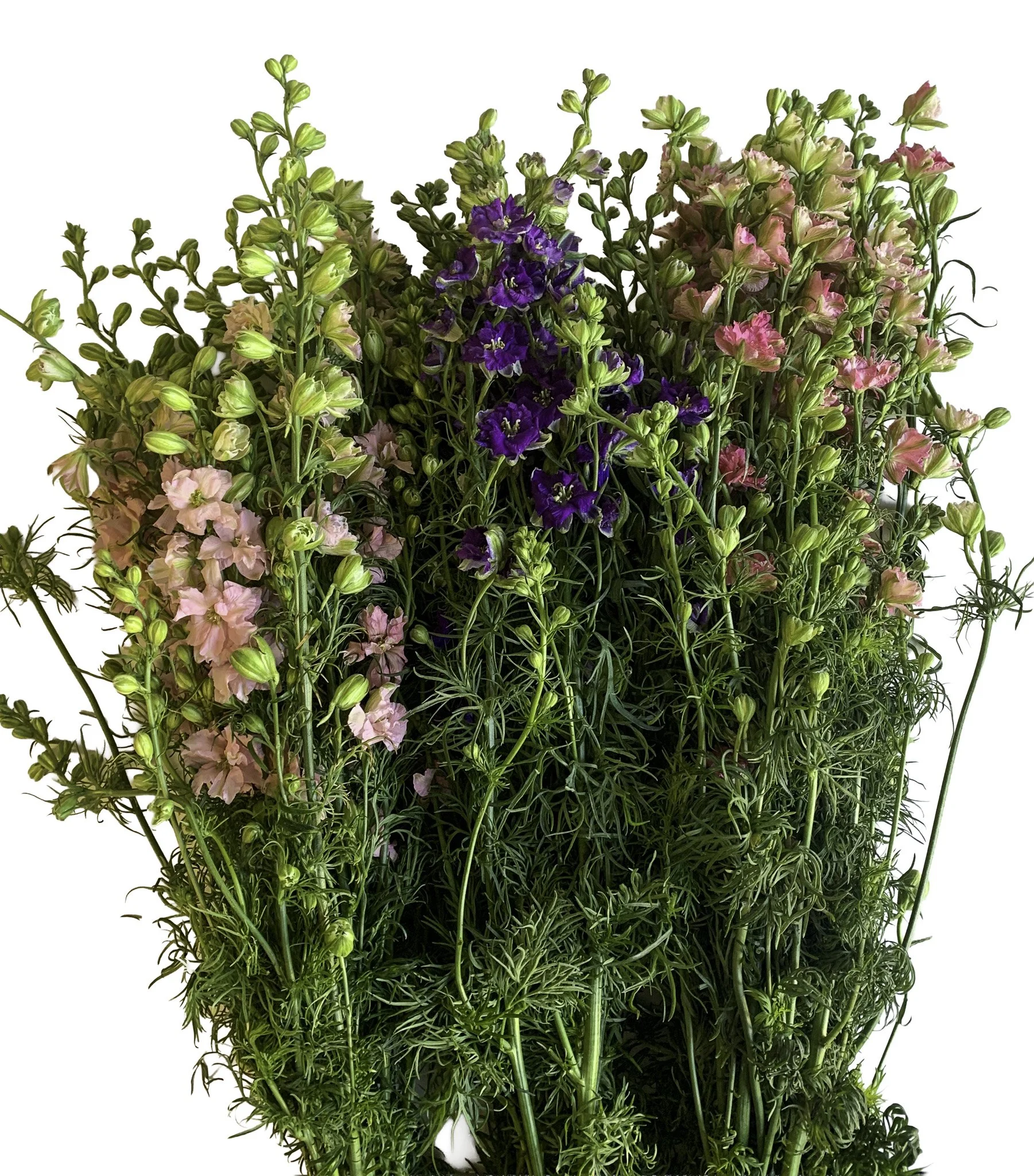 Larkspur