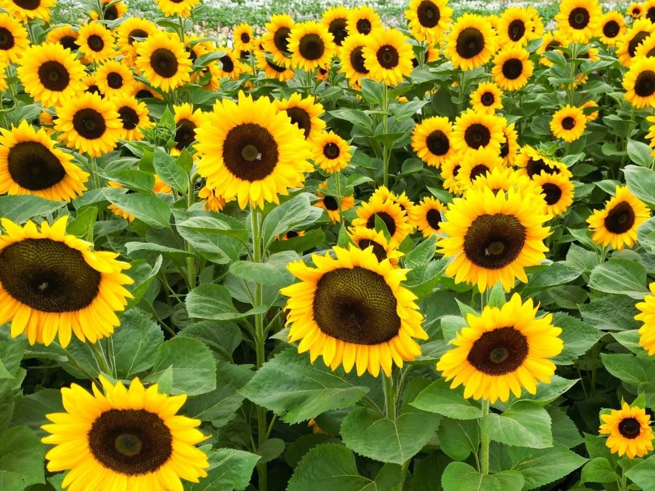 A close-up view of multiple blooming yellow sunflowers with green leaves surrounding them.