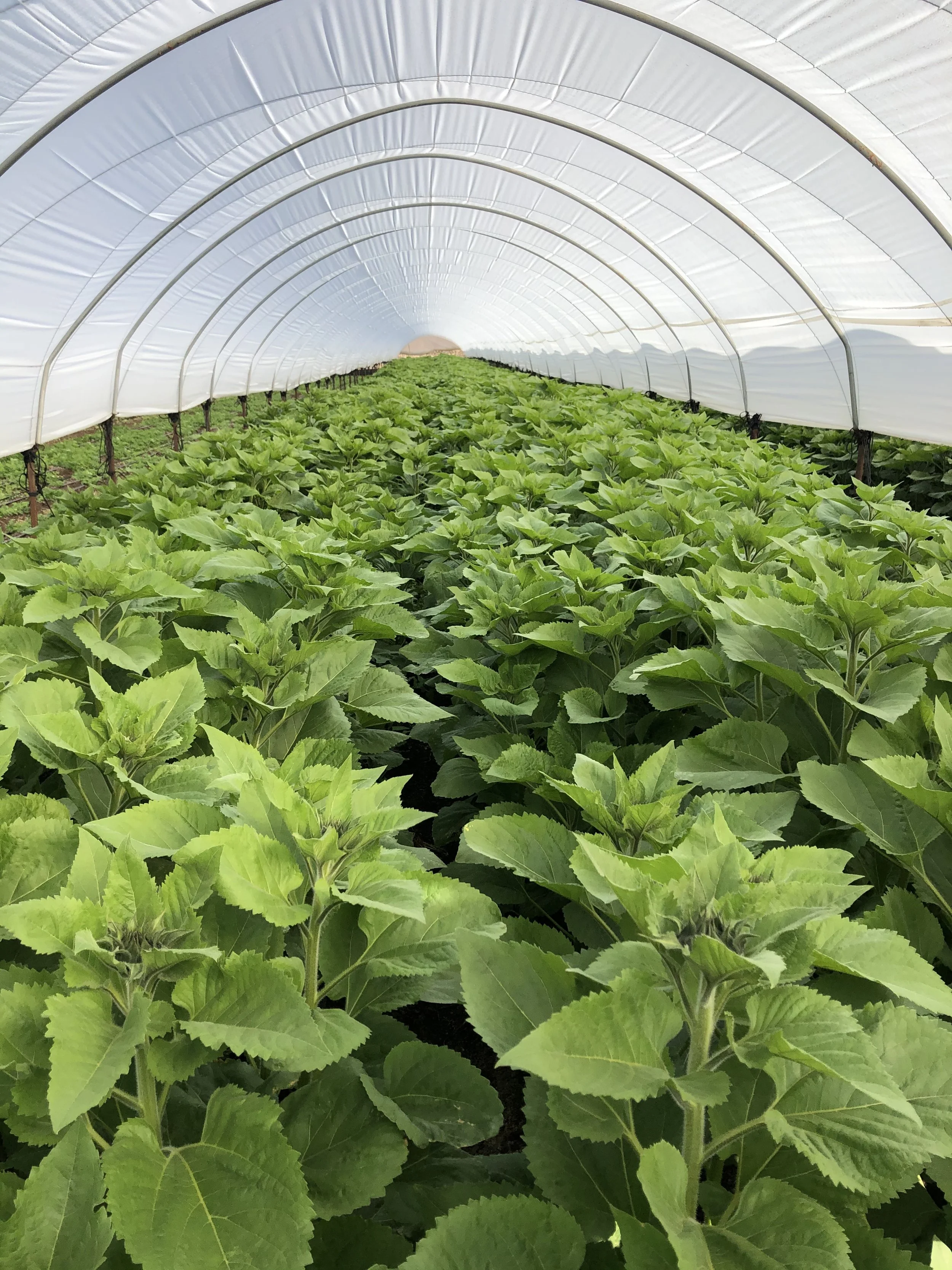 Green leafy plants growing inside a large greenhouse with a plastic cover.