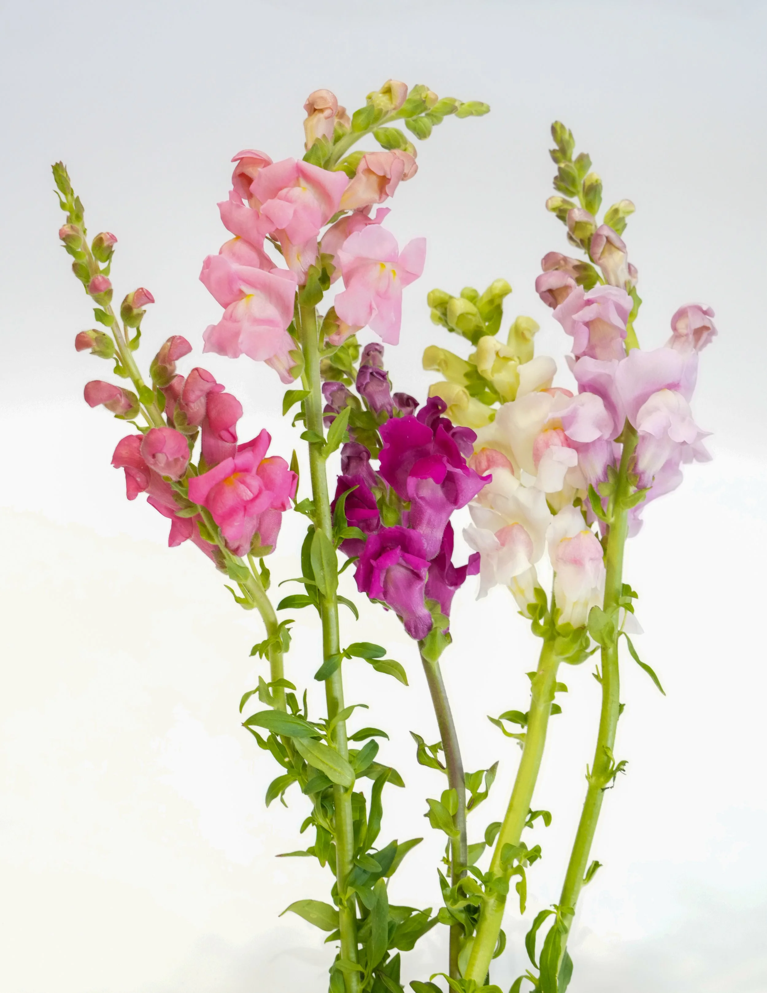 Close-up of pink, purple, and cream snapdragon flowers on tall green stems against a white background.