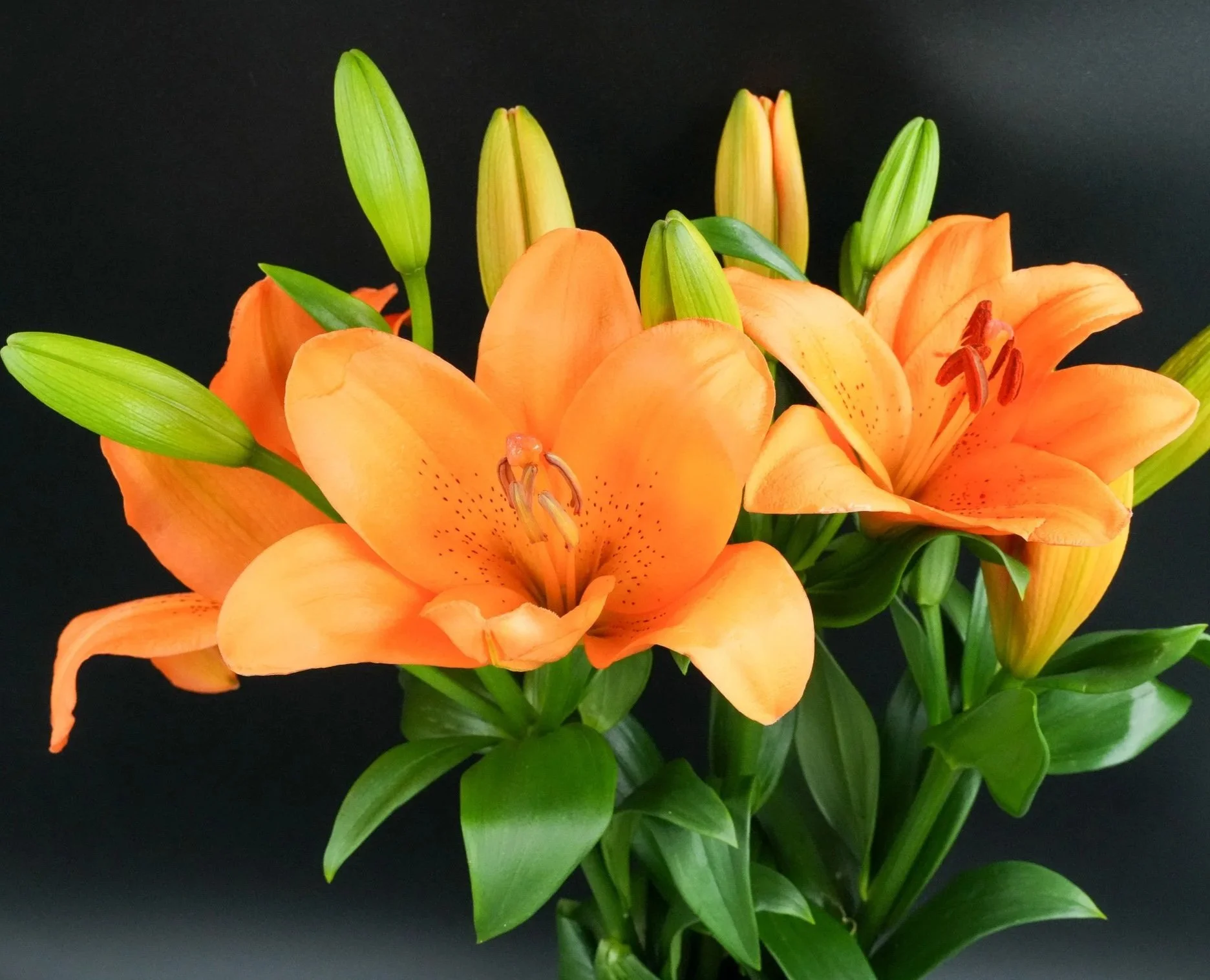 A bouquet of orange lilies with green leaves on a black background.