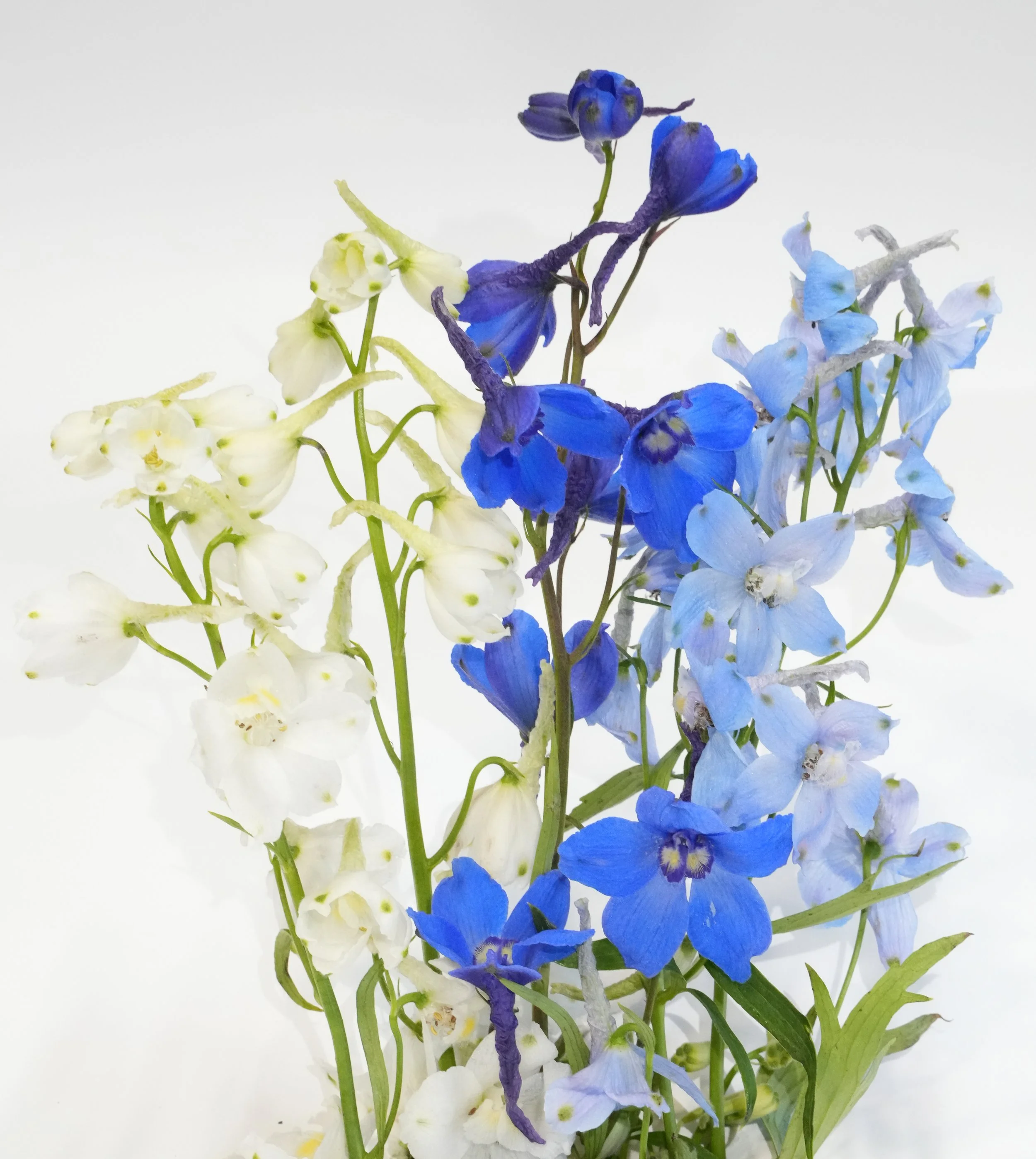 A bouquet of mixed blue and white flowers against a white background.