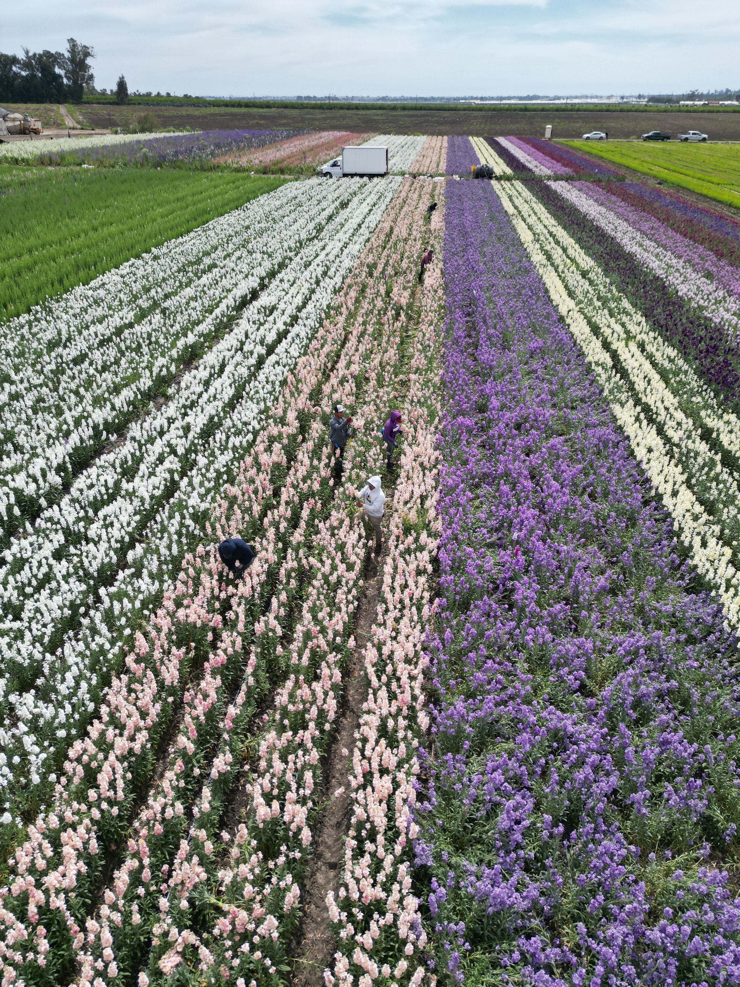 Farm workers in a colorful flower field with rows of white, pink, purple, yellow, and green flowers, some trucks and cars parked on the background.