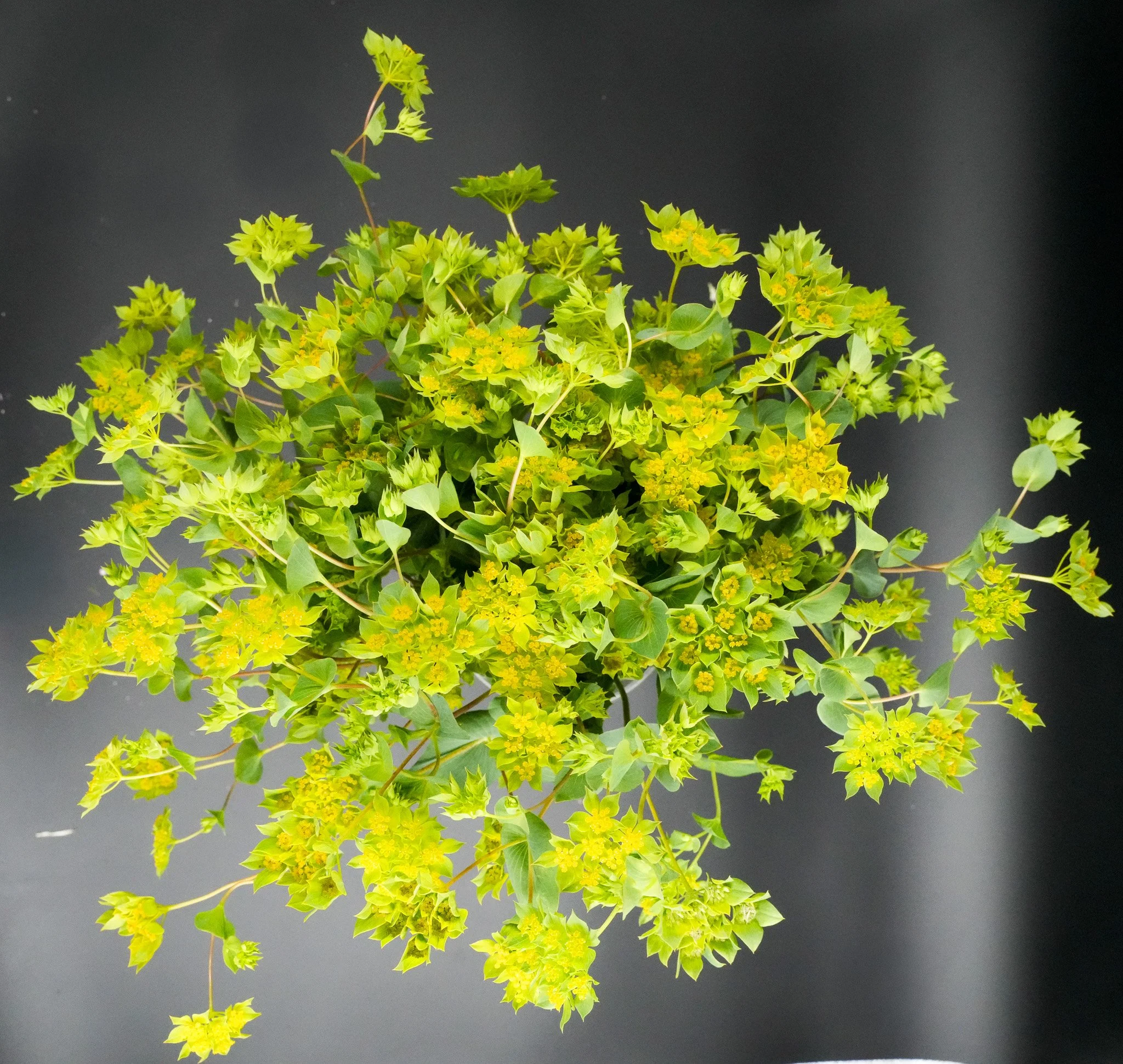 Bupleurum
