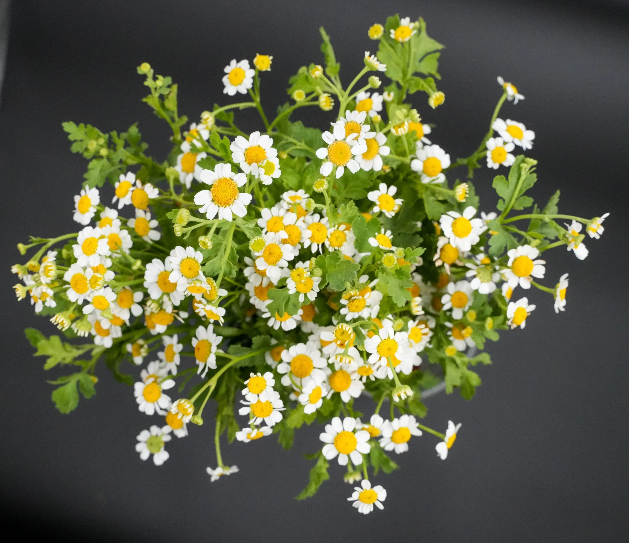 Feverfew