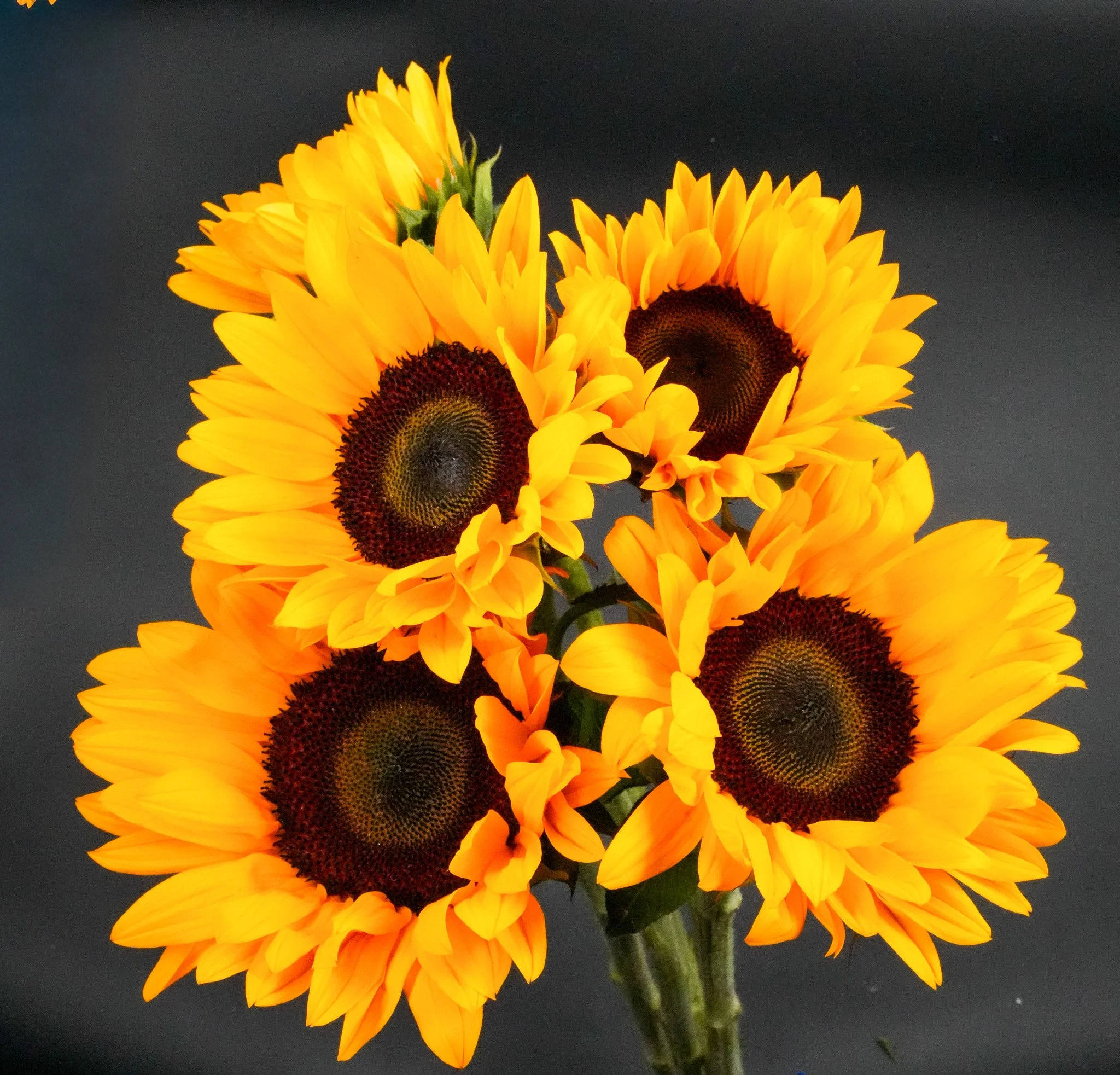 DSC09537-2.jpg