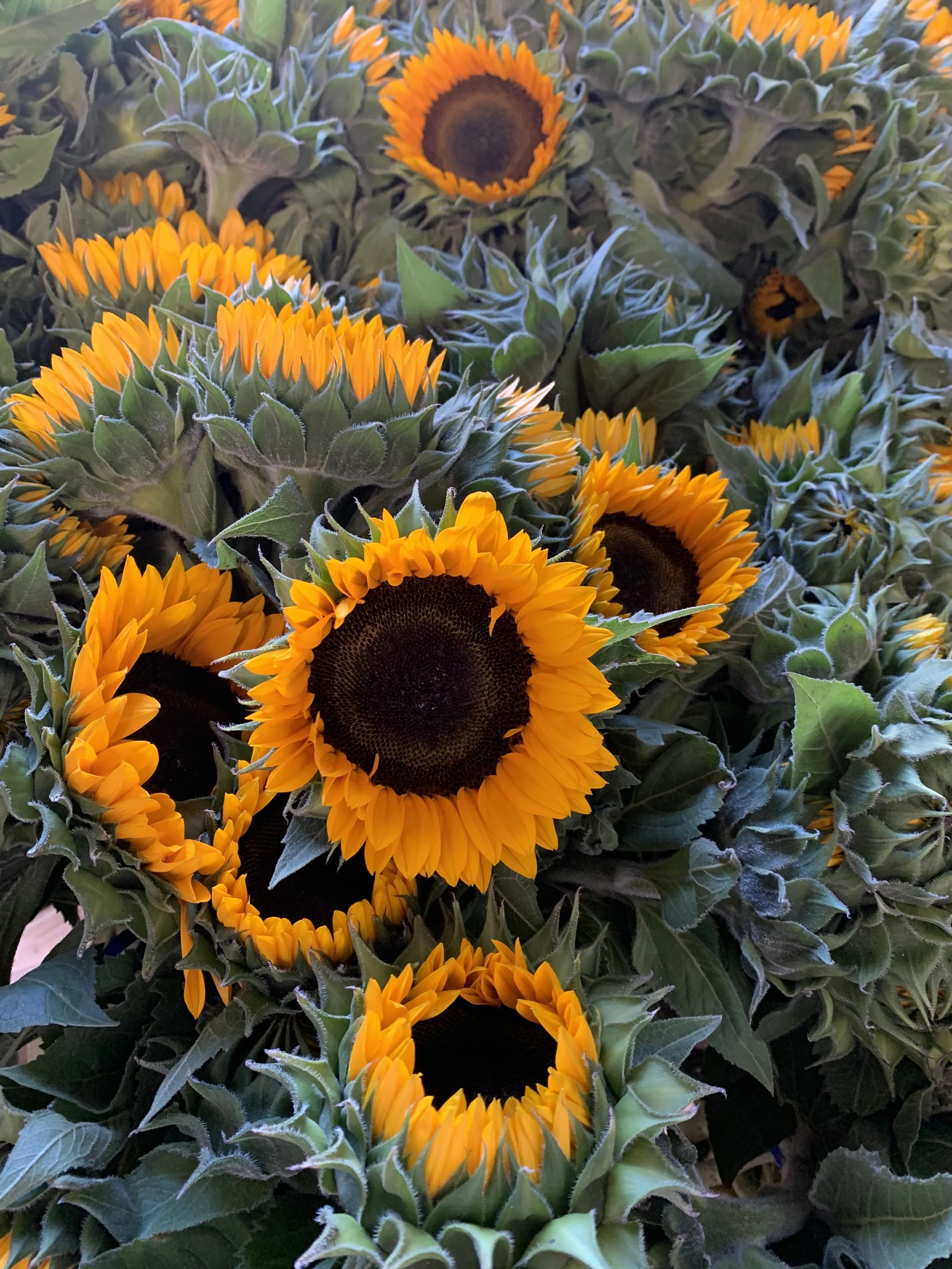 A close-up view of multiple blooming yellow sunflowers with green leaves surrounding them.