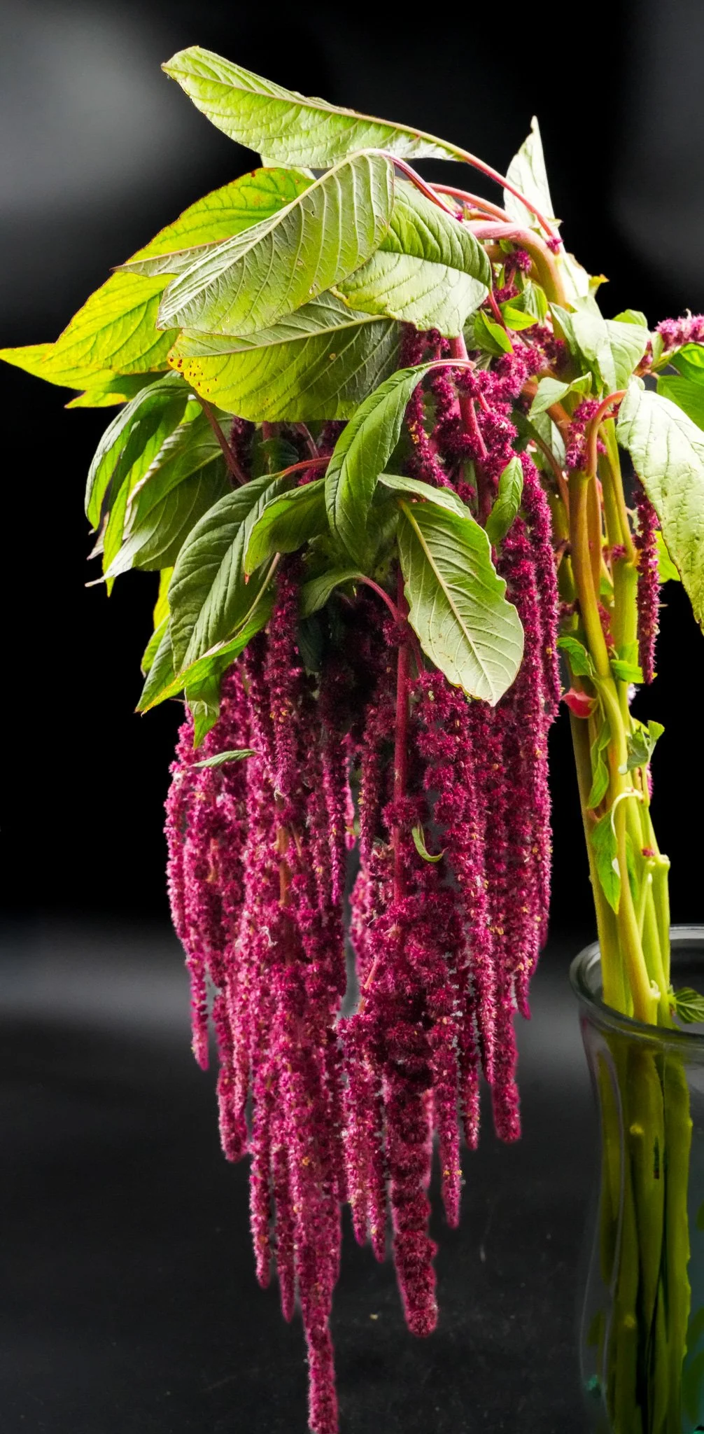 Hanging Amaranthus Red