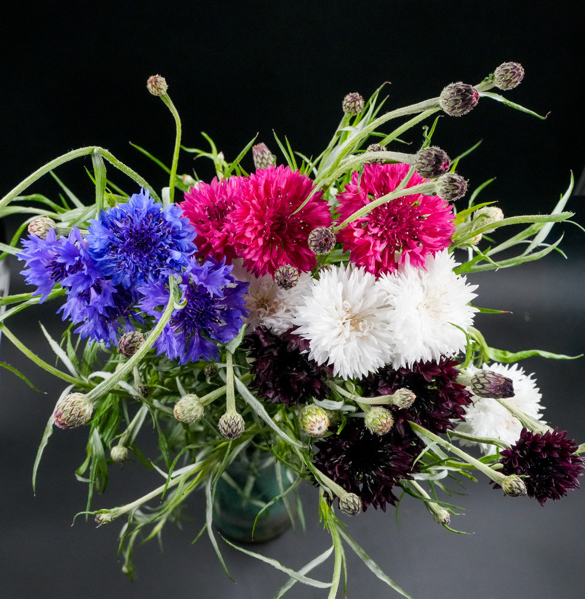 CornFlower