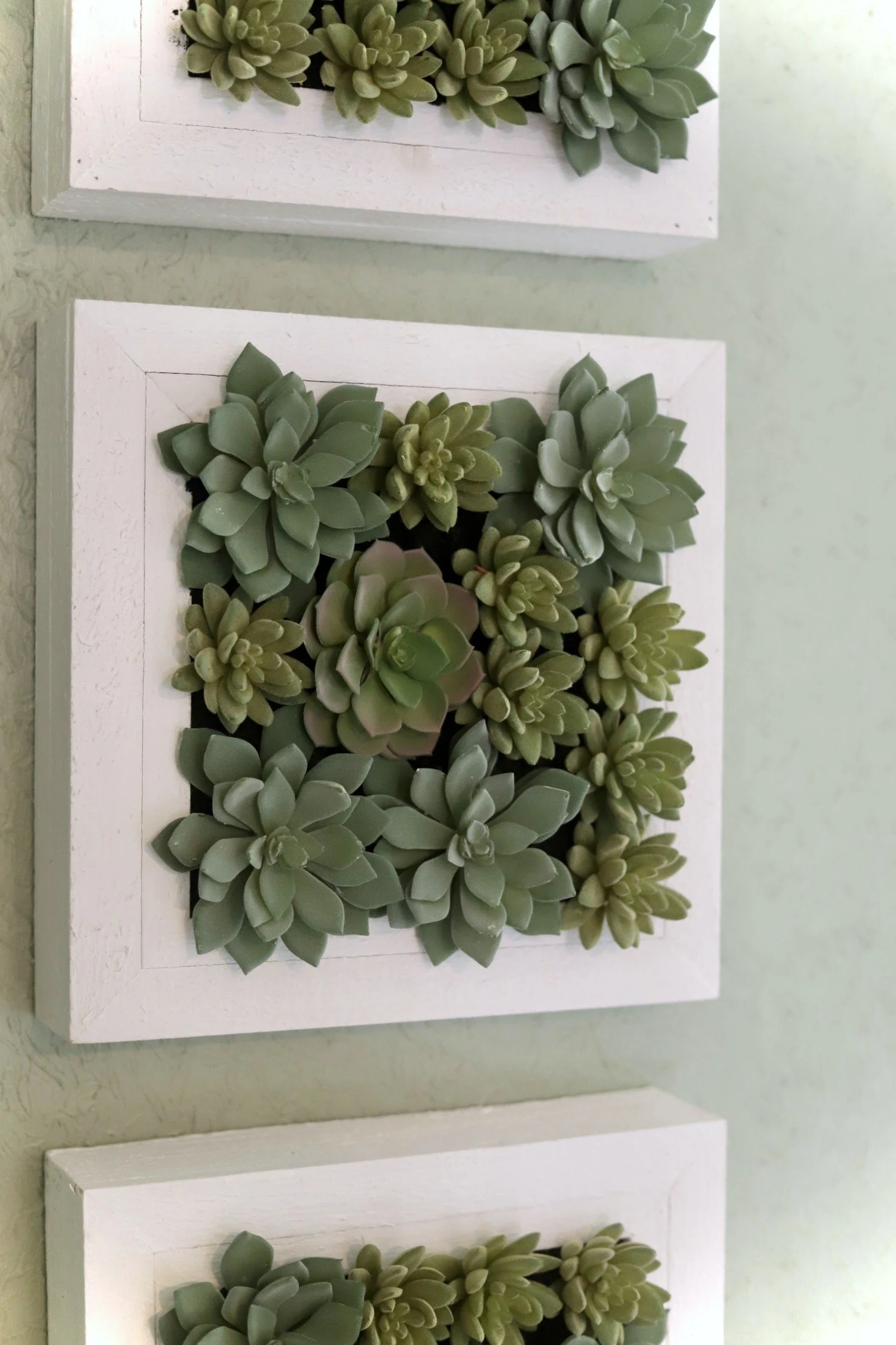 green succulent details.JPG