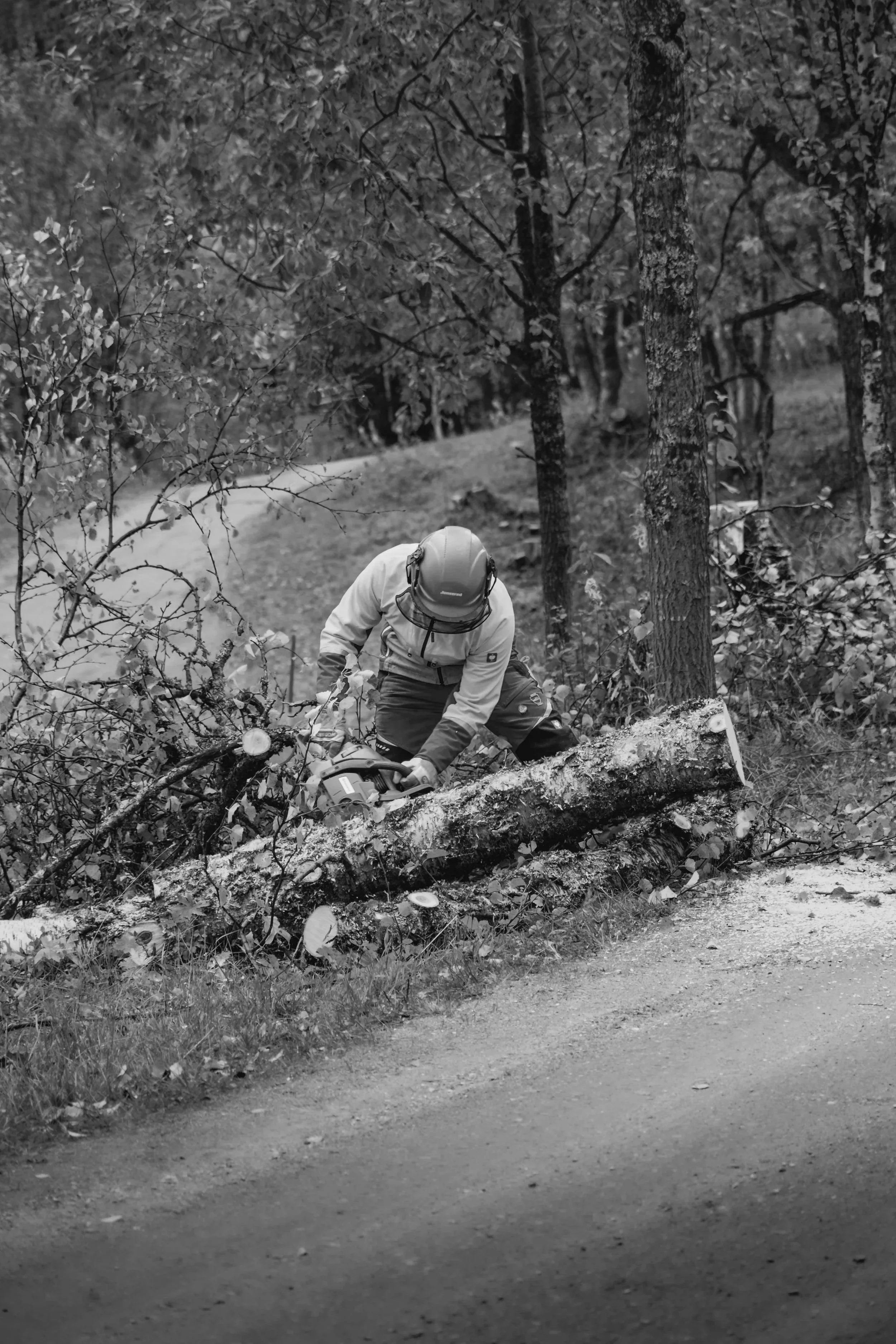 En person använder en motorsåg för att fälla ett träd i en skog.