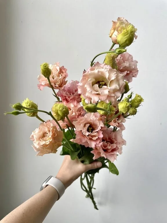 Lisianthus 'Celeb Honey Pink'.jpg