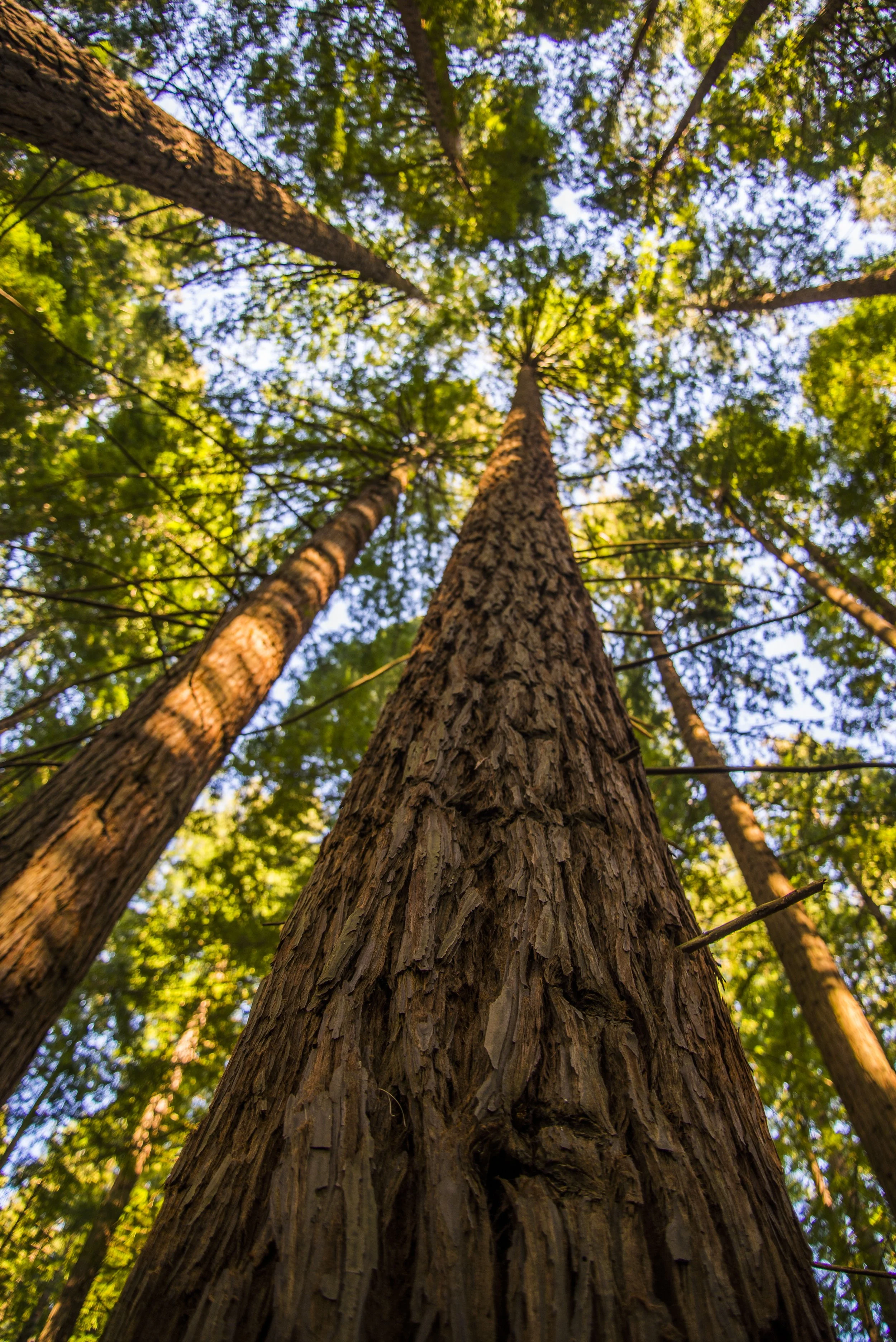 Looking up at tall trees in a forest with green leaves, sunlight filtering through the canopy.