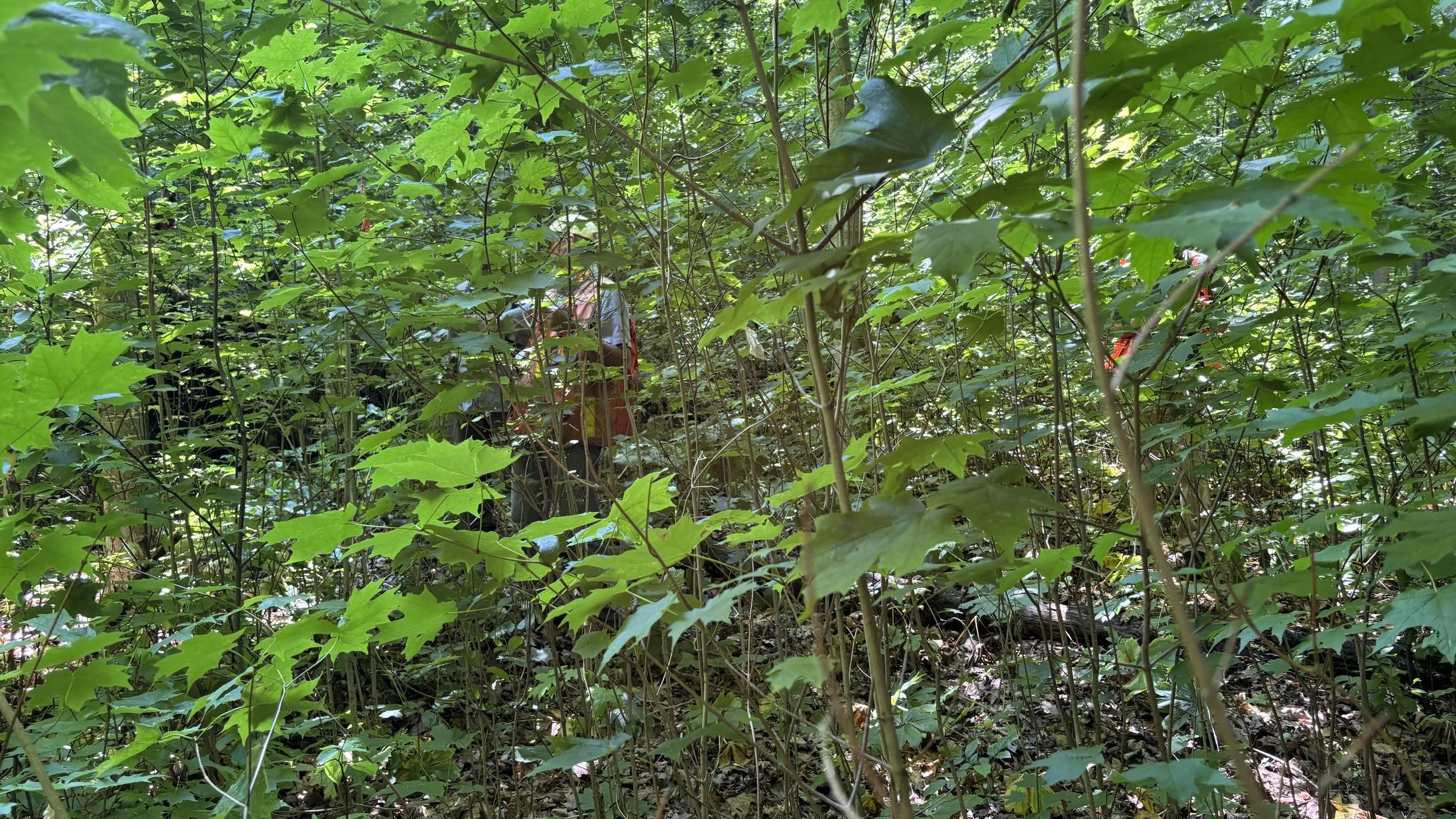 A thicket of small leafy maple trees obscures DNR foresters